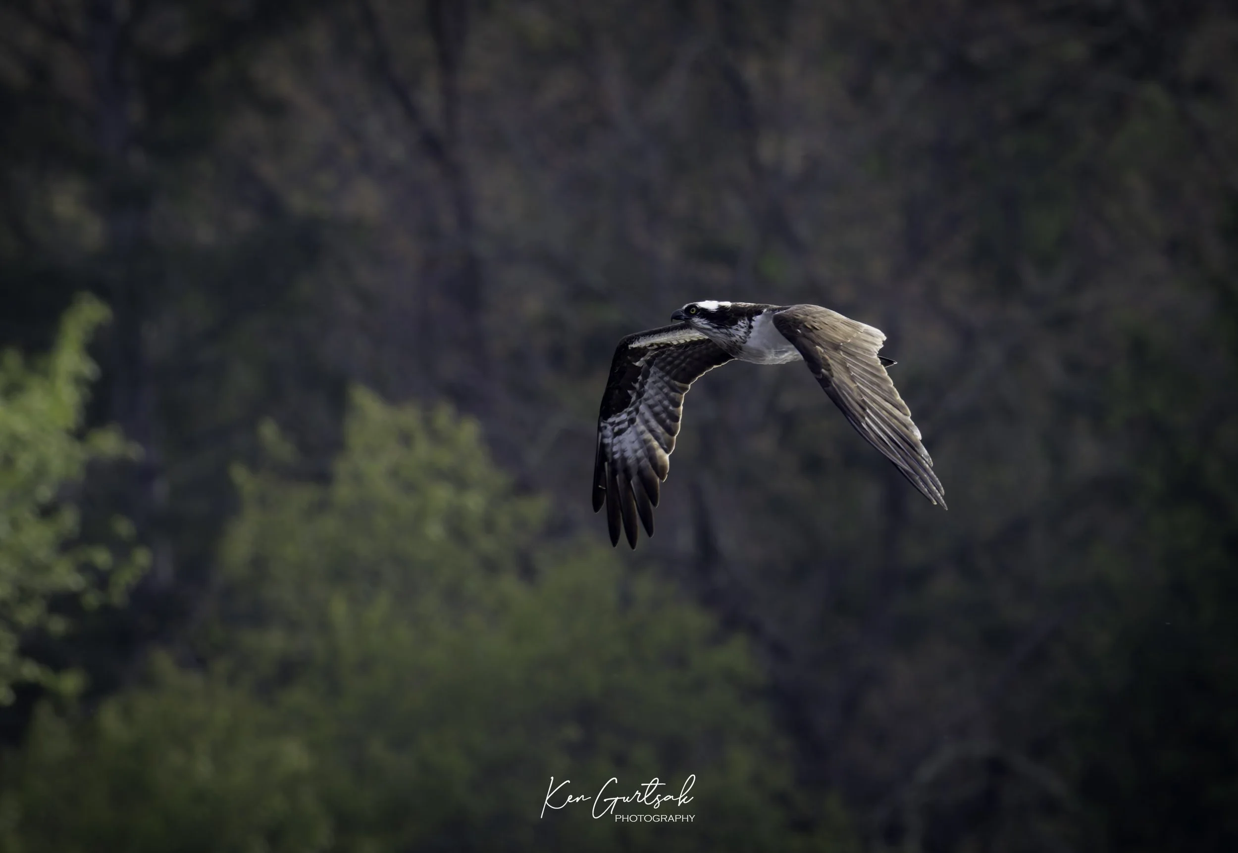 eagle (1 of 1)-3.jpg