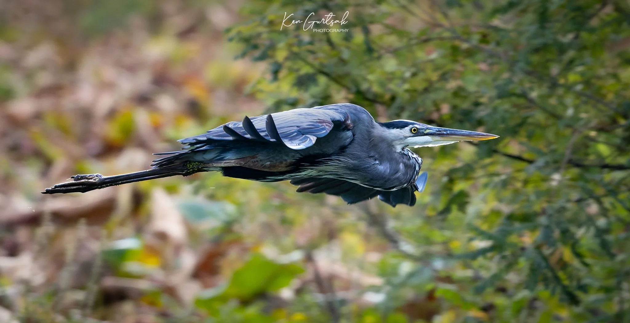 Blue Heron (1 of 1)-2.jpg