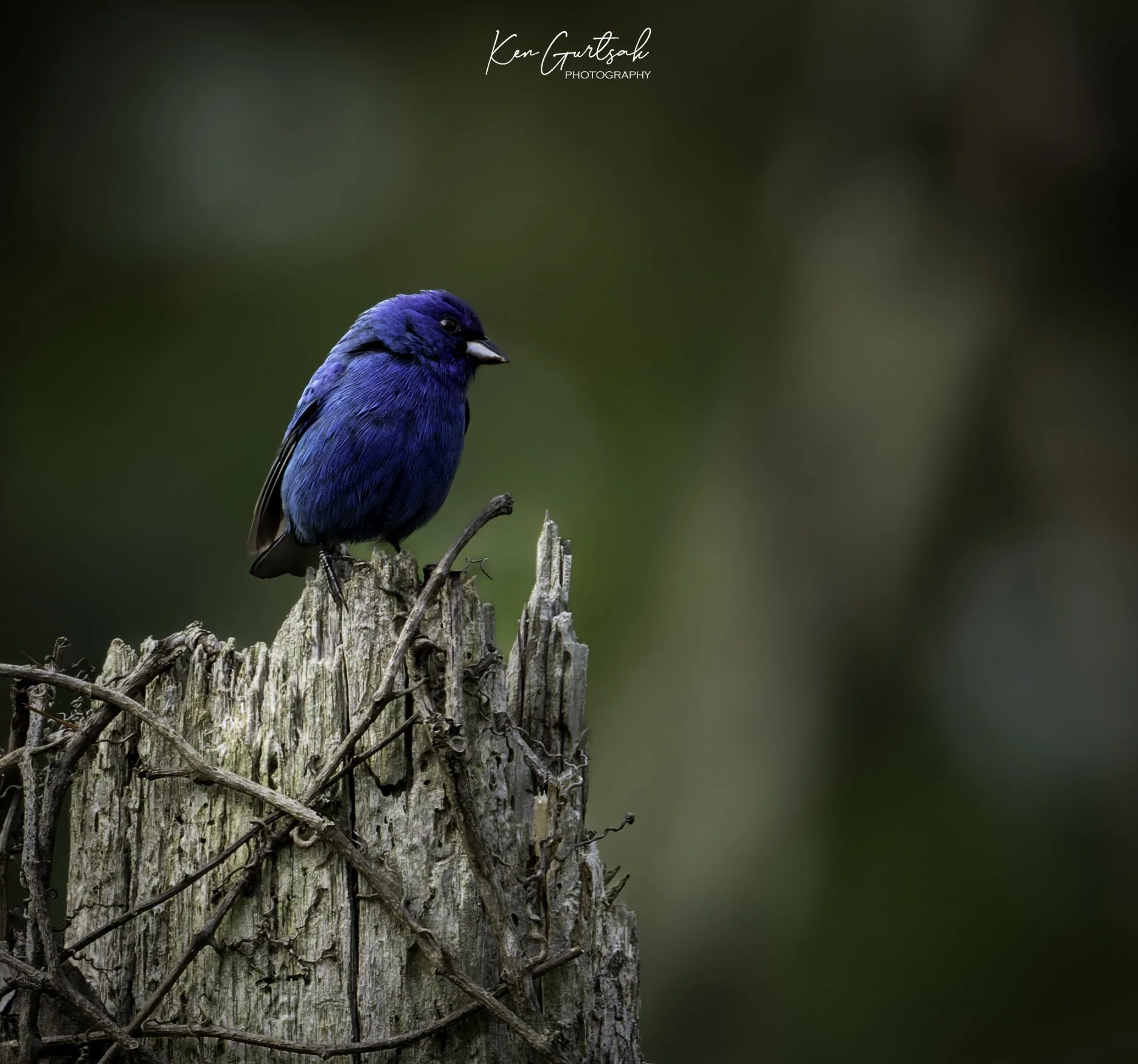 Bird-4.jpg