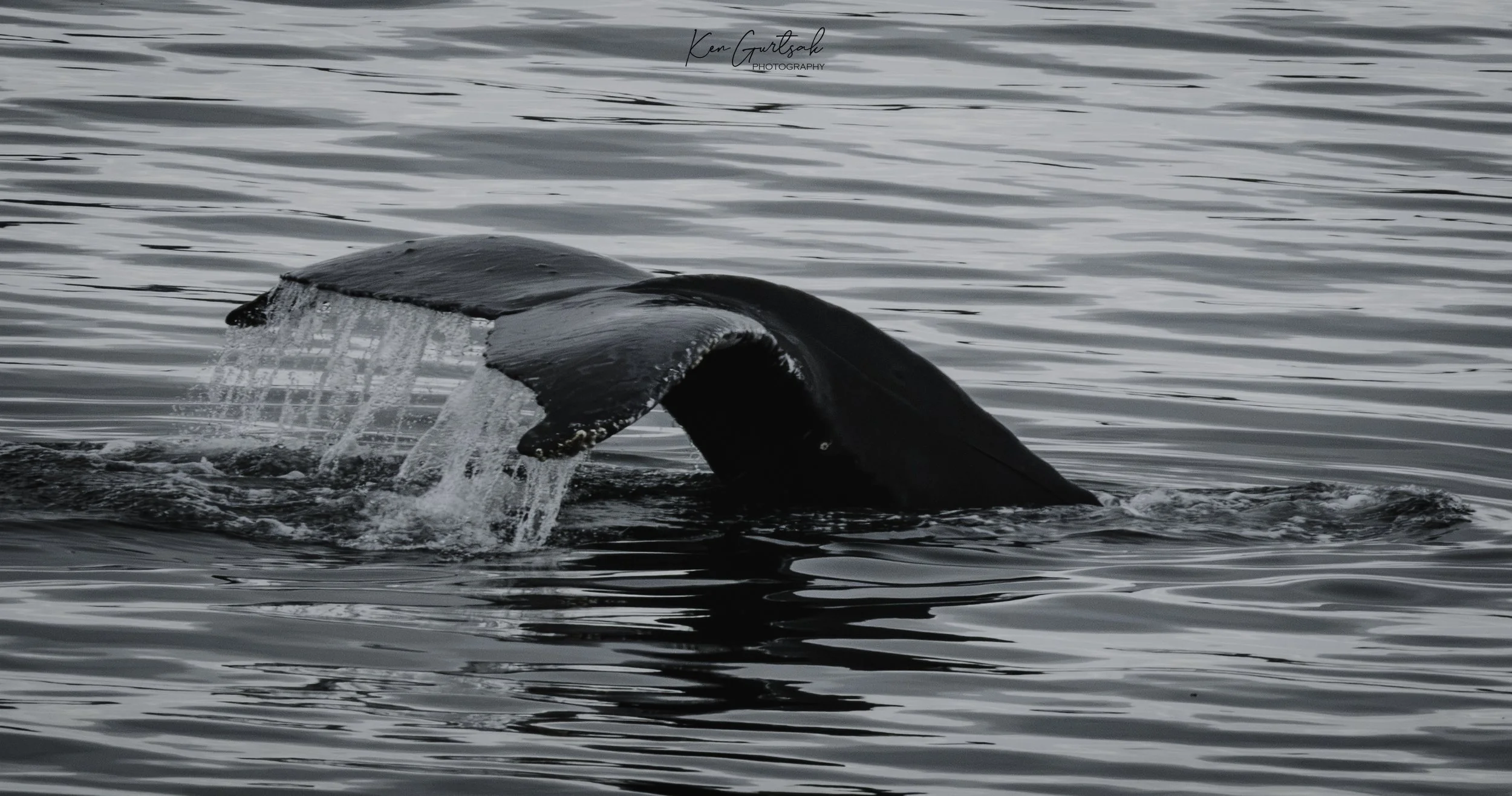 H Whale-2.jpg