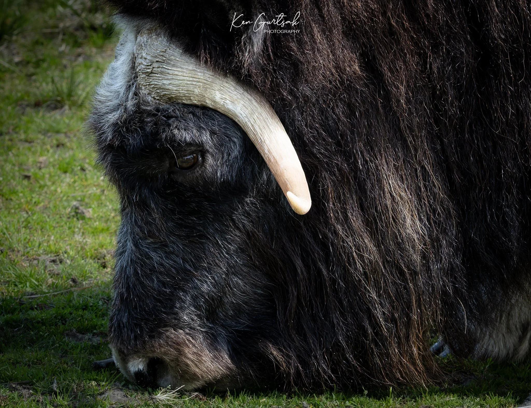 Musk Ox (1 of 1).jpg