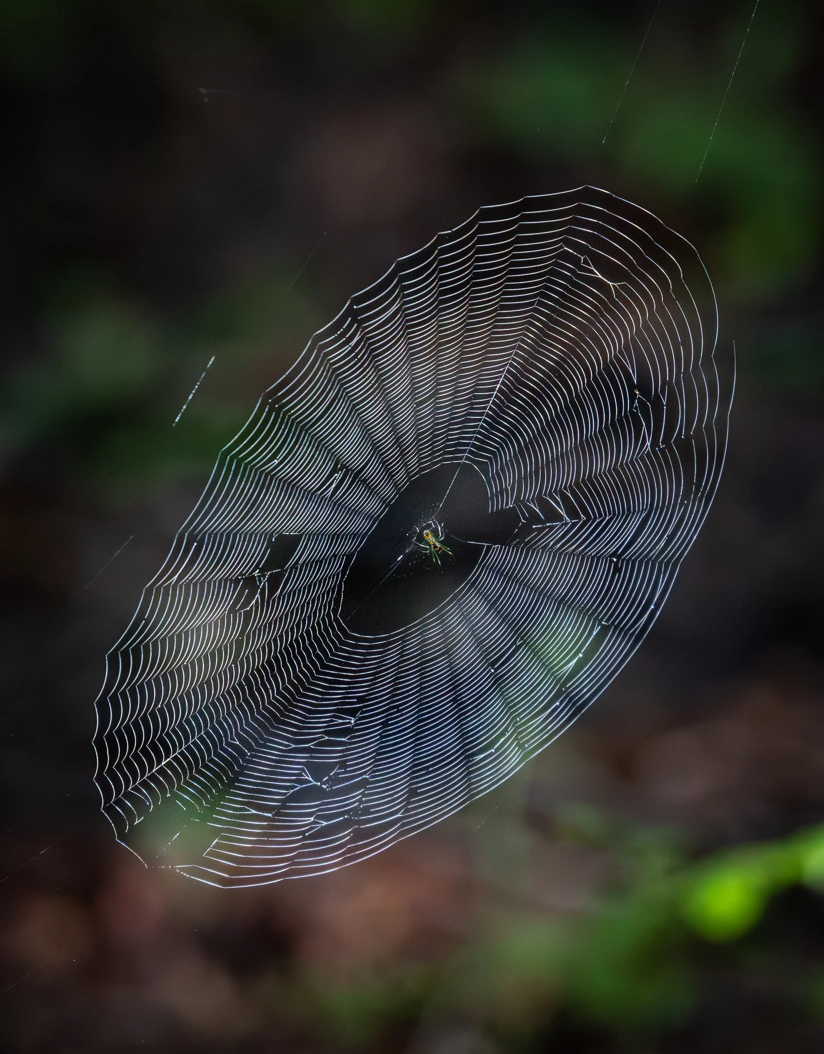 Spiderweb FB.jpg