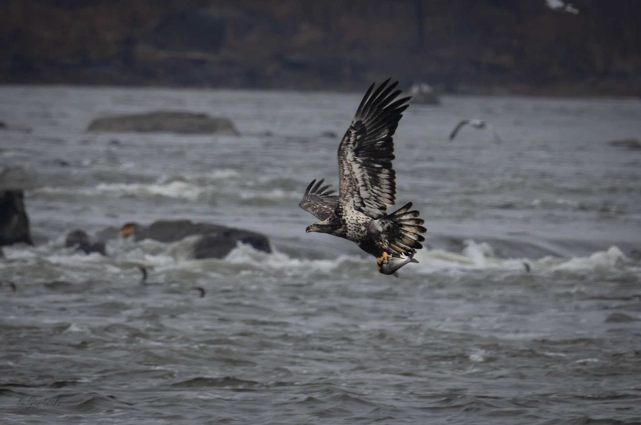 Cono Dam Eagle-1-7.jpg