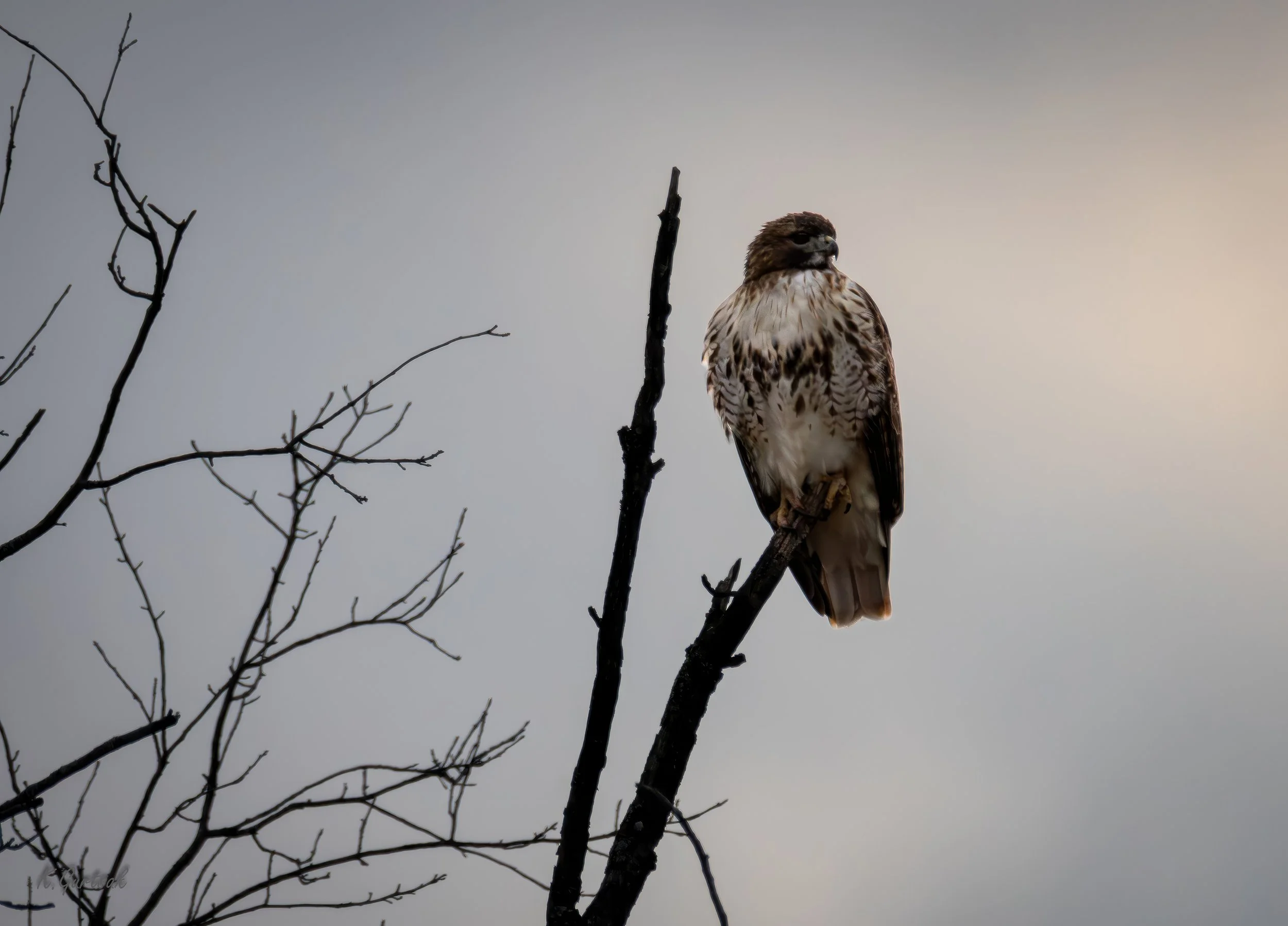 GB Hawk-1-2-topaz-upscale-2x-sharpen.jpg