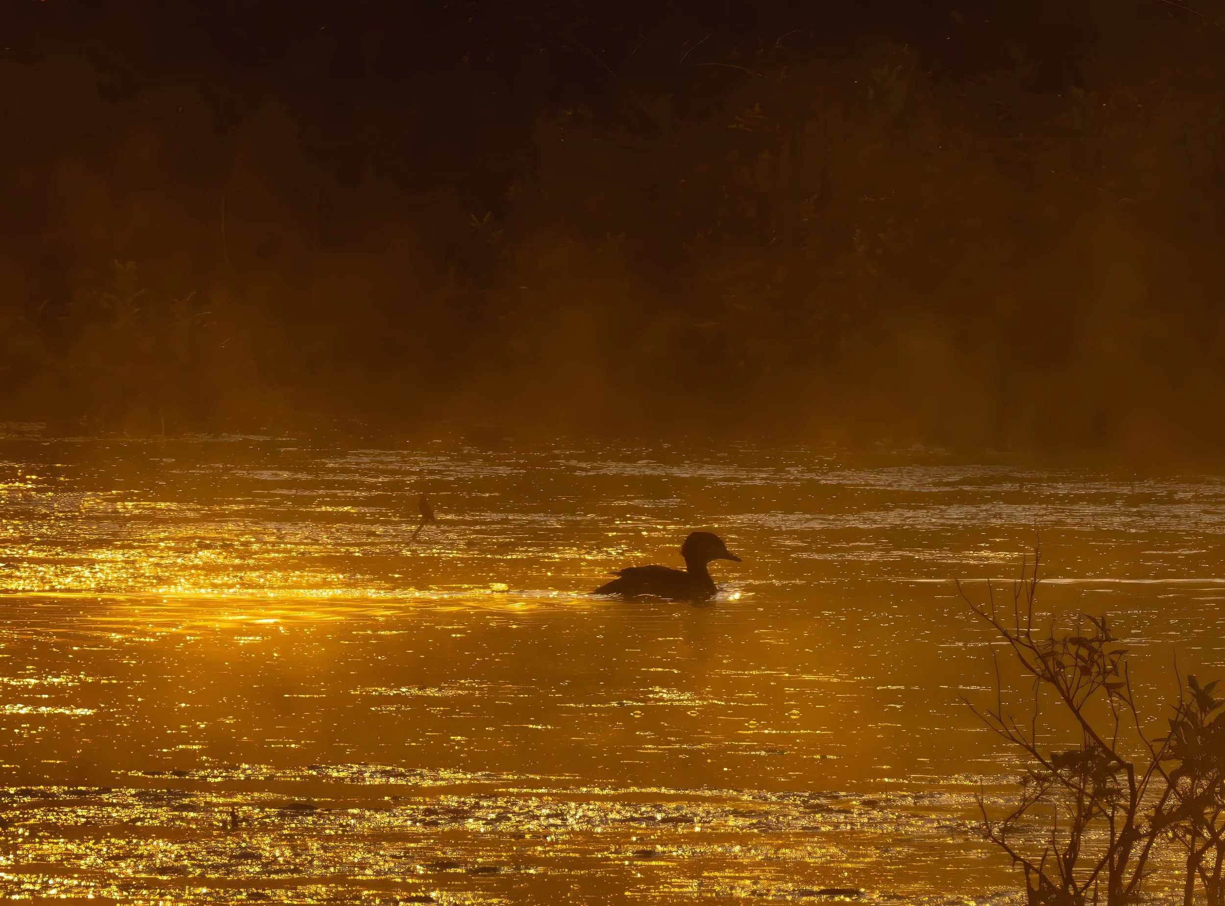 GB Duck (1 of 1)-topaz-denoise-upscale-1.7x.jpg