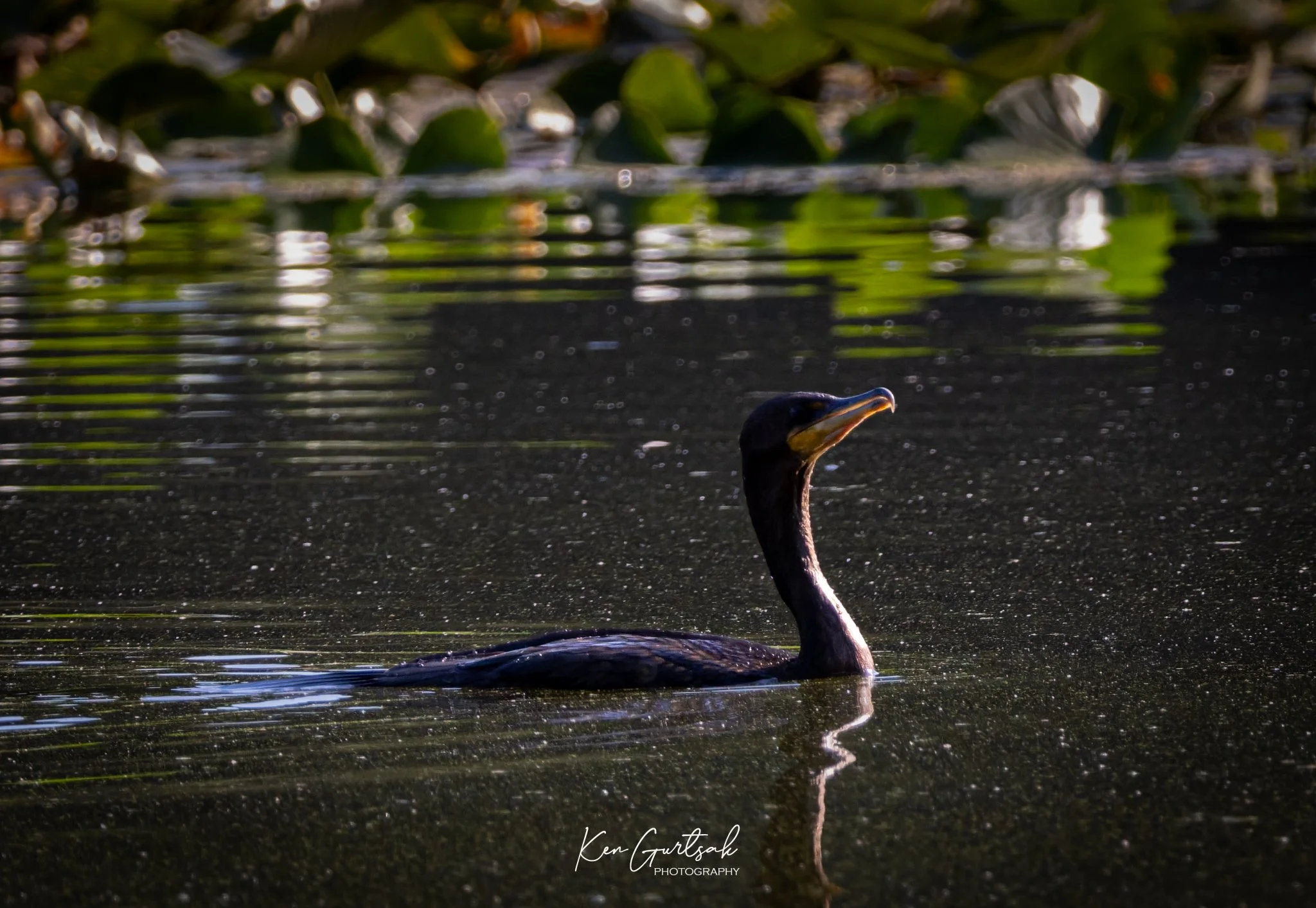 Loon (1 of 1).jpg
