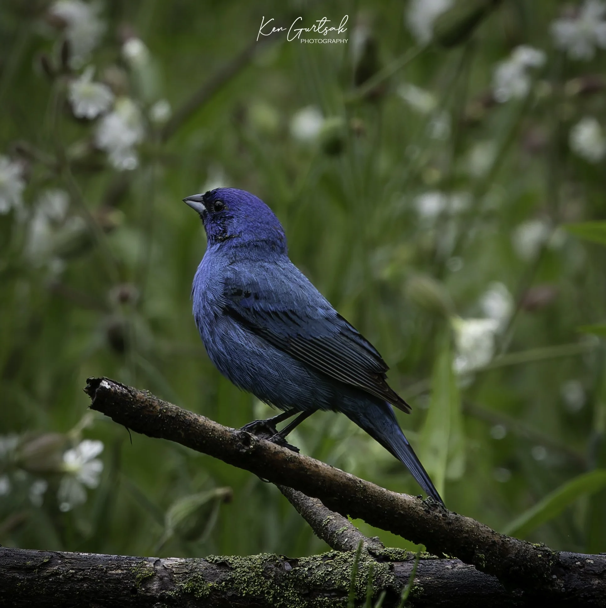 MFBlueInd-3.jpg