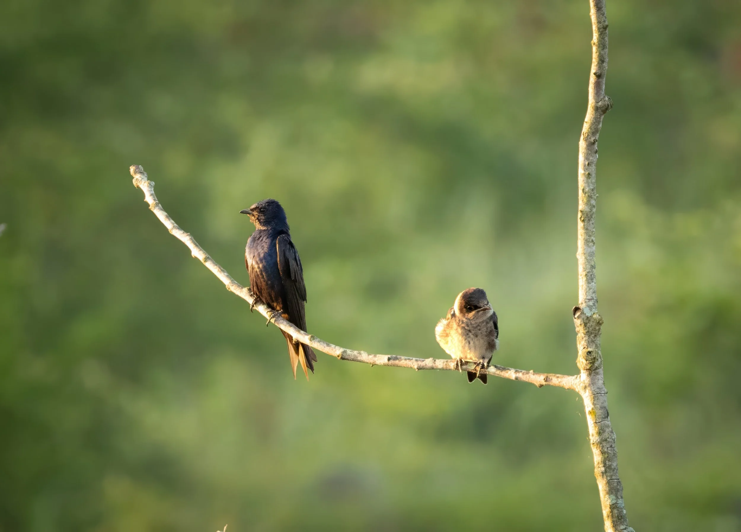 GB Two Birds Tree (1 of 1)-topaz-denoise-sharpen-upscale-1.5x.jpg