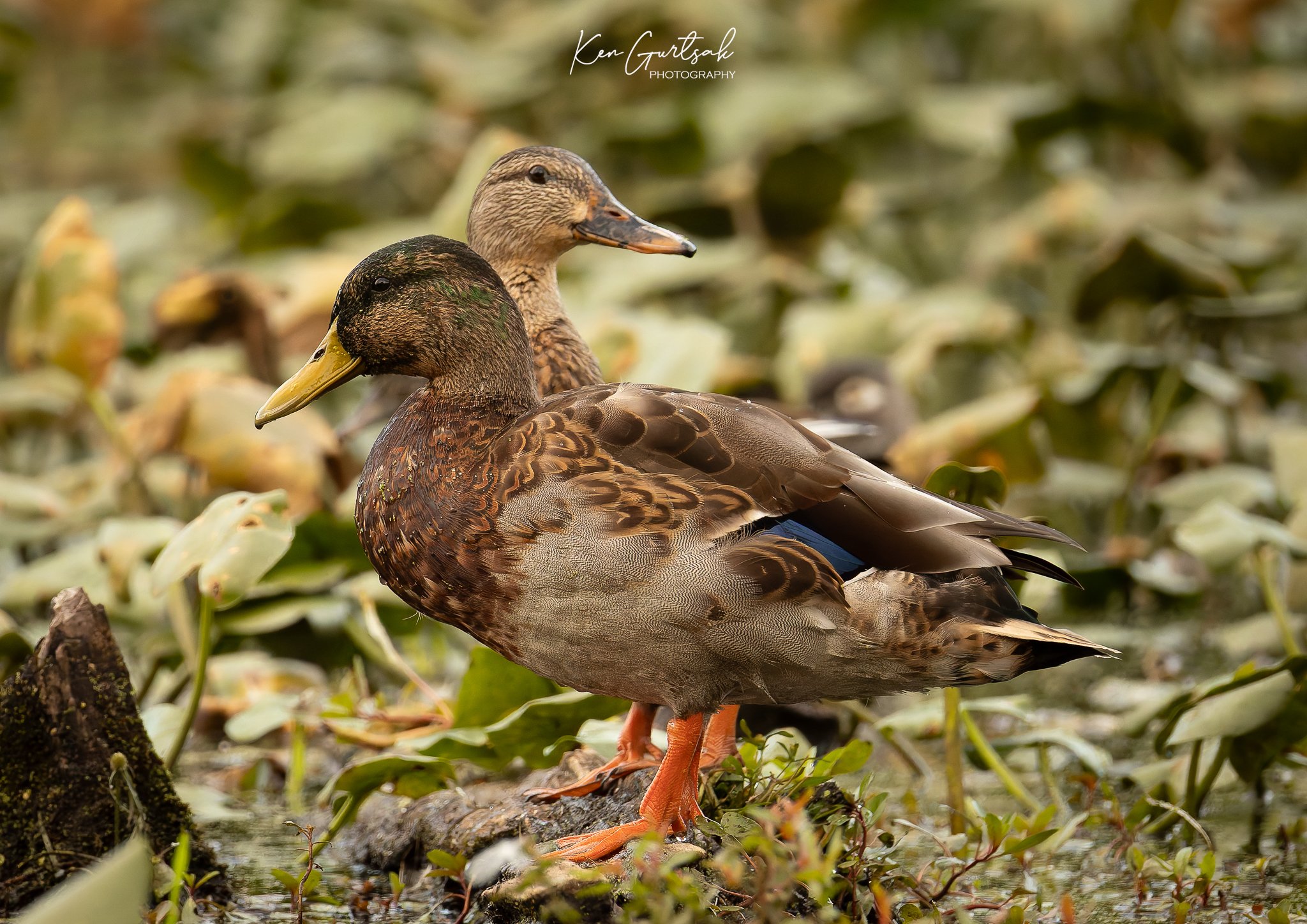 Duck (1 of 1)-3.jpg