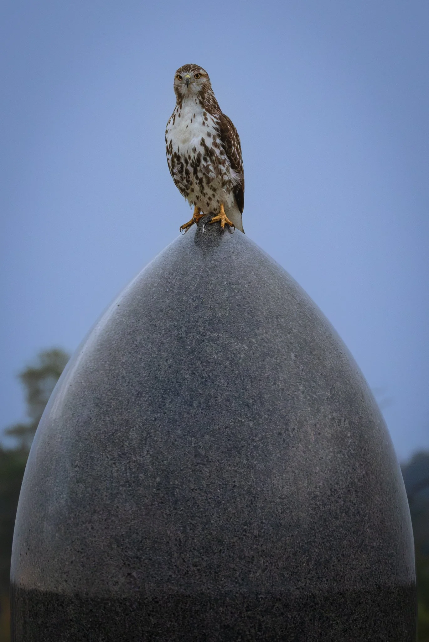 GB Coopers Hawk 1.jpg