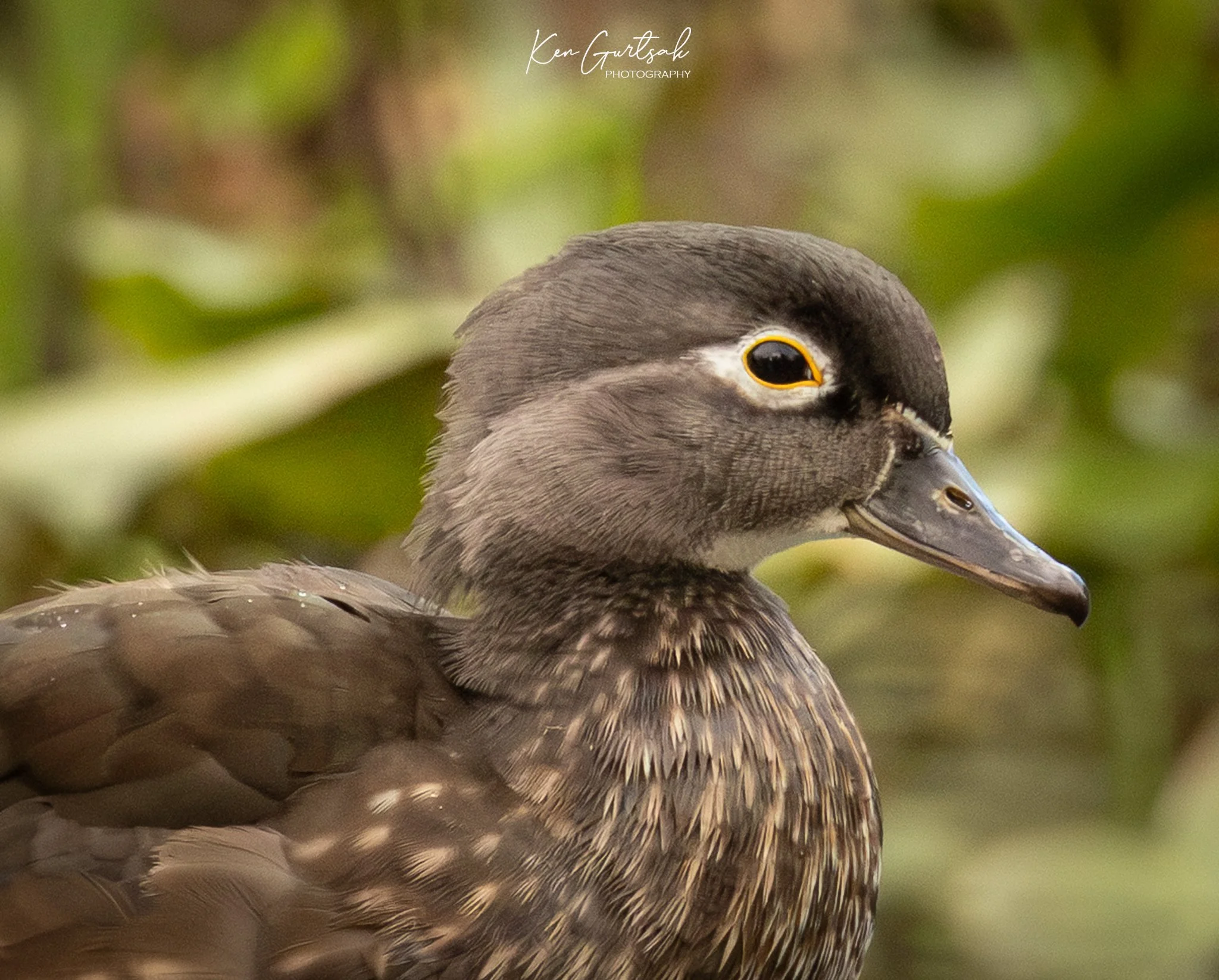 Duck (1 of 1)-5.jpg