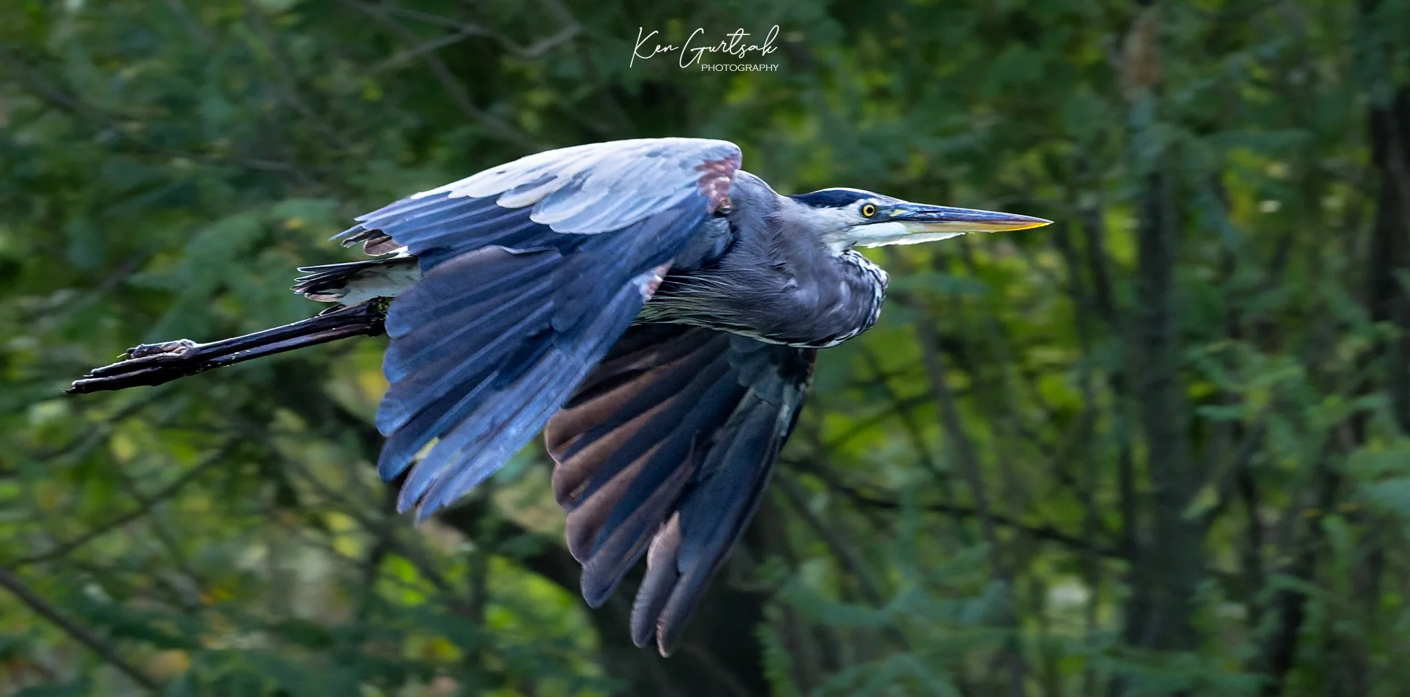 Blue Heron (1 of 1)-4.jpg