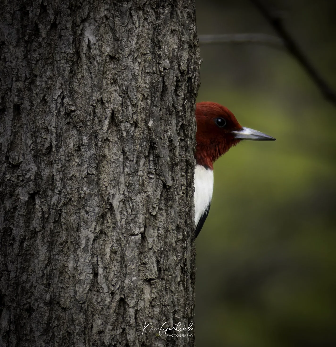 rhpecker (1 of 1)-3.jpg