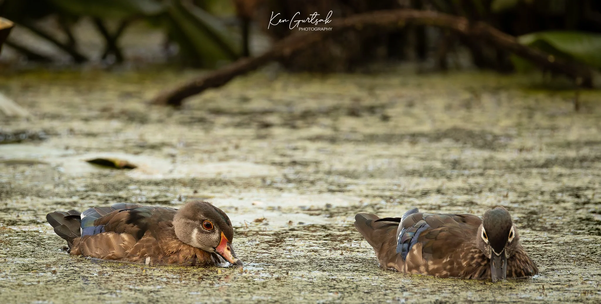 Duck (1 of 1)-4.jpg