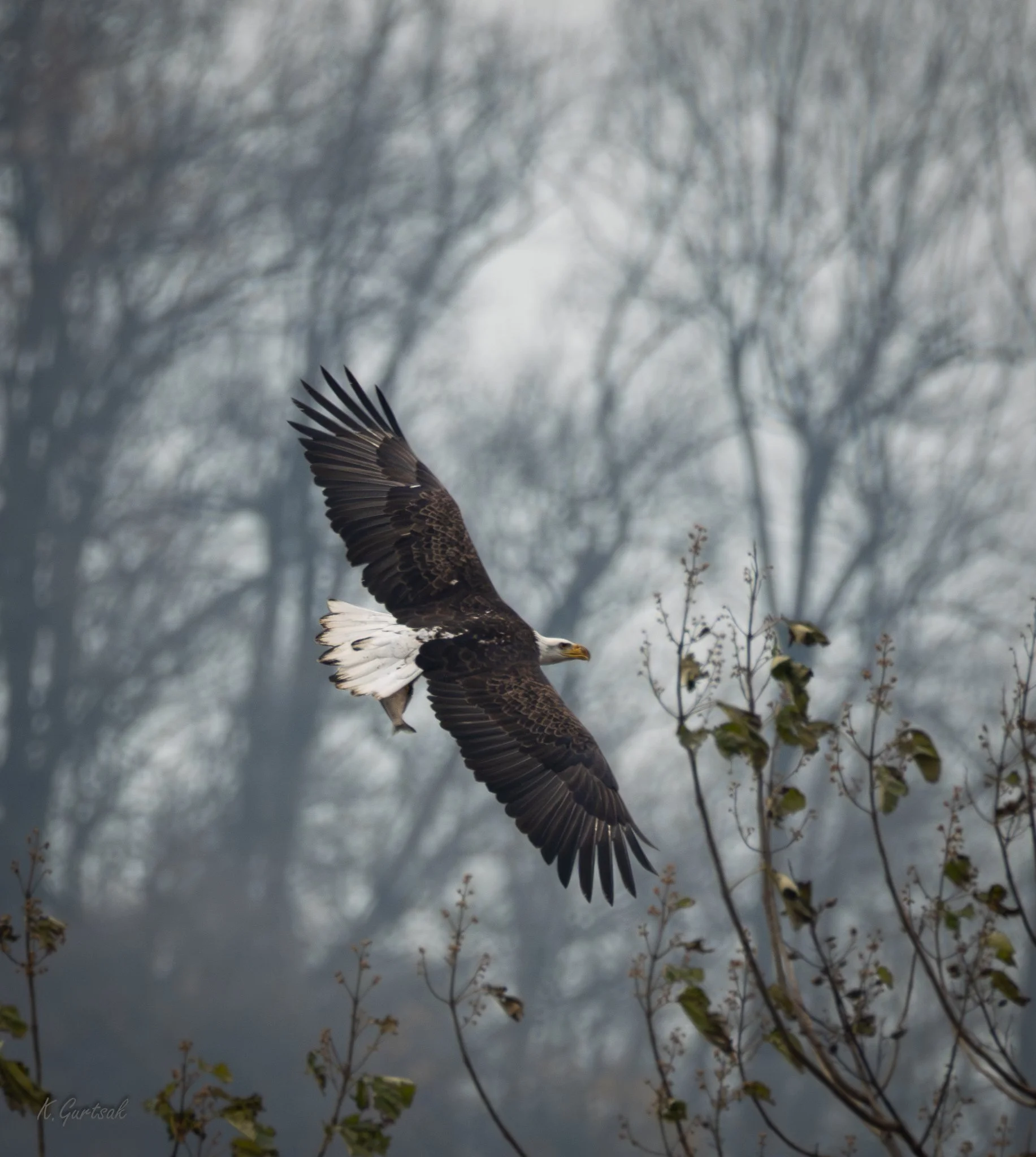Cono Dam Eagle-1-12.jpg