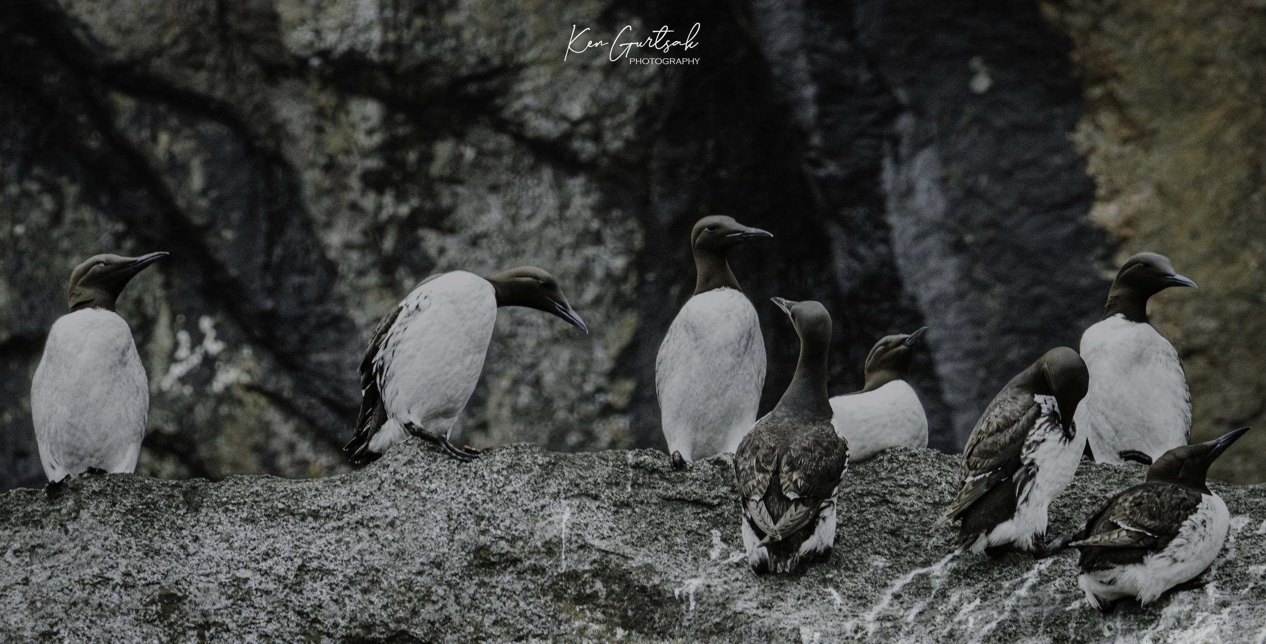  Common Murres.jpg