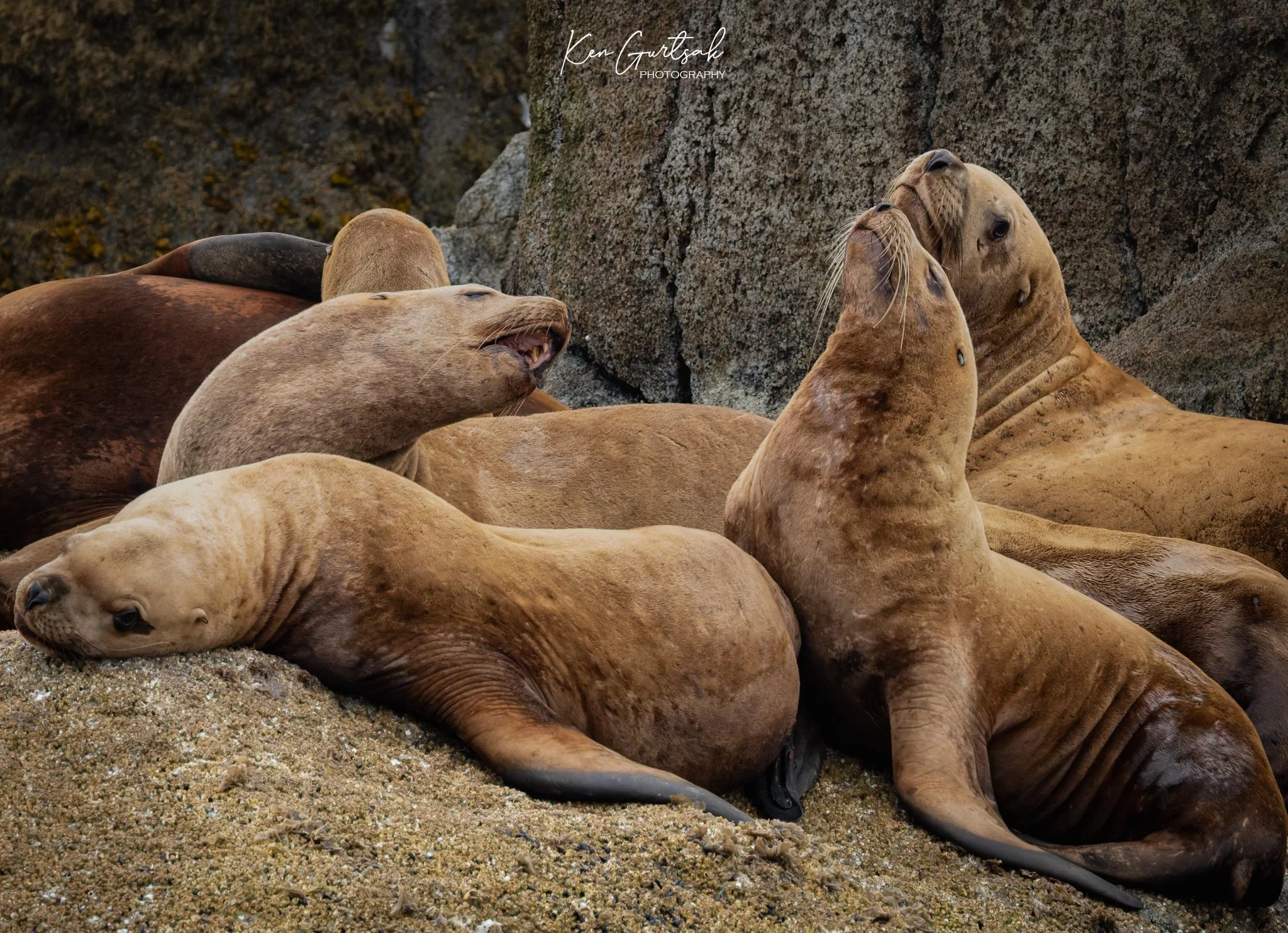 Stellar Lion Seal DXO (1 of 1)-2.jpg