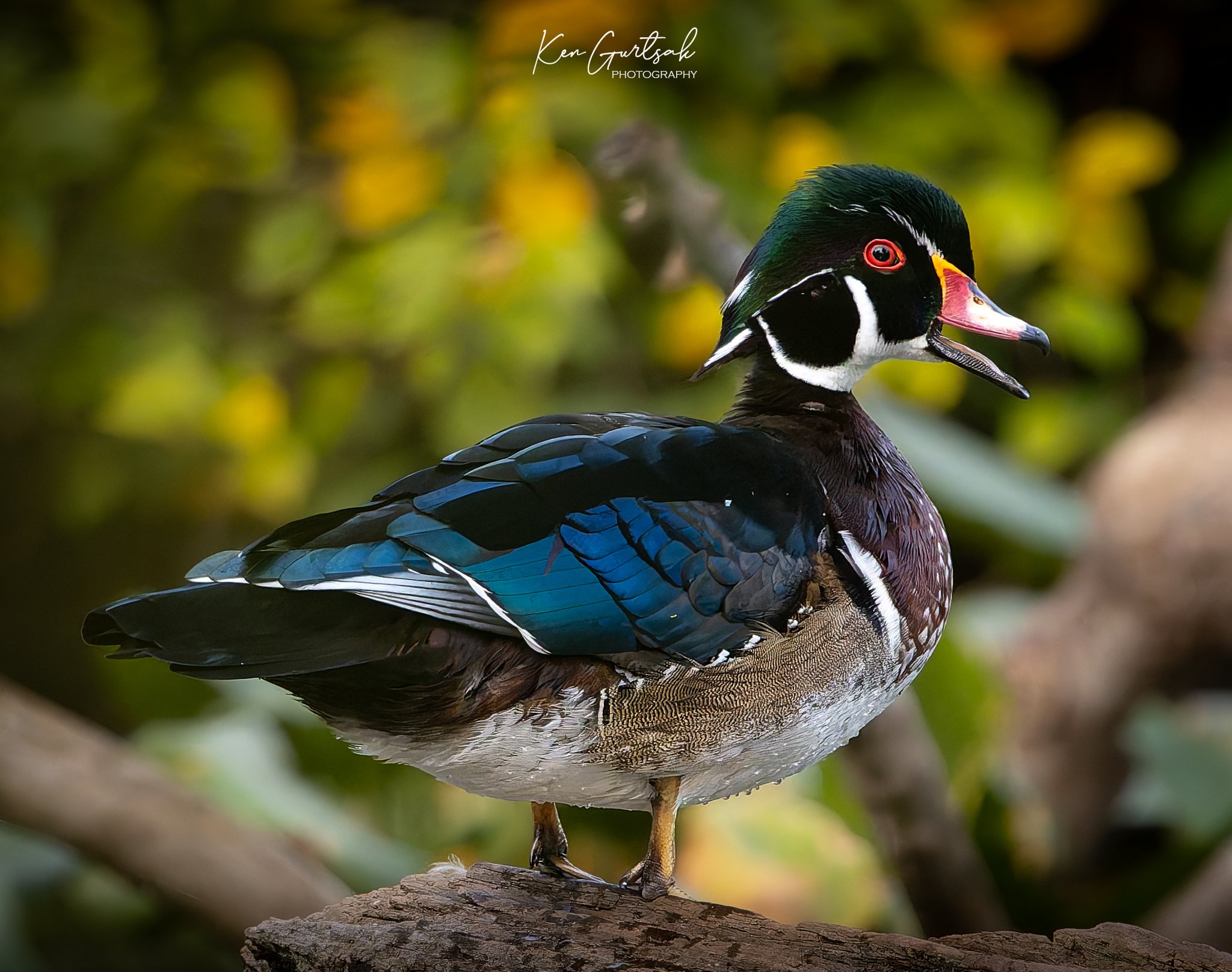 Wood Duck (1 of 1)-5.jpg