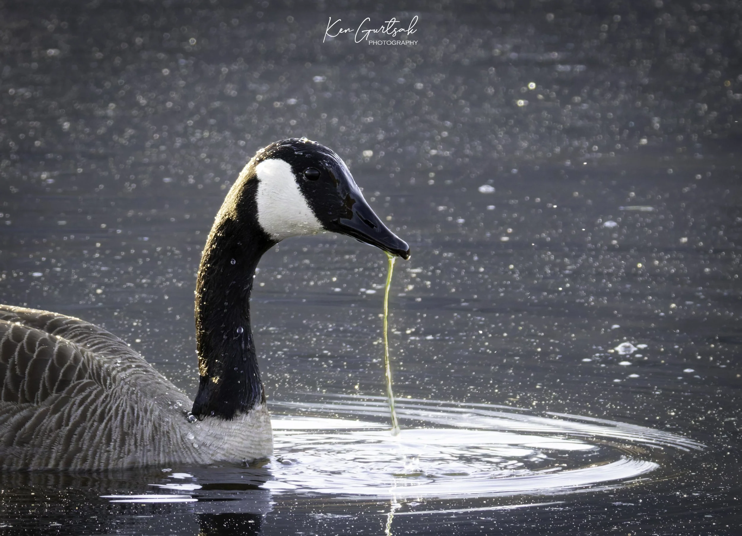 Canada Goose March (1 of 1).jpg