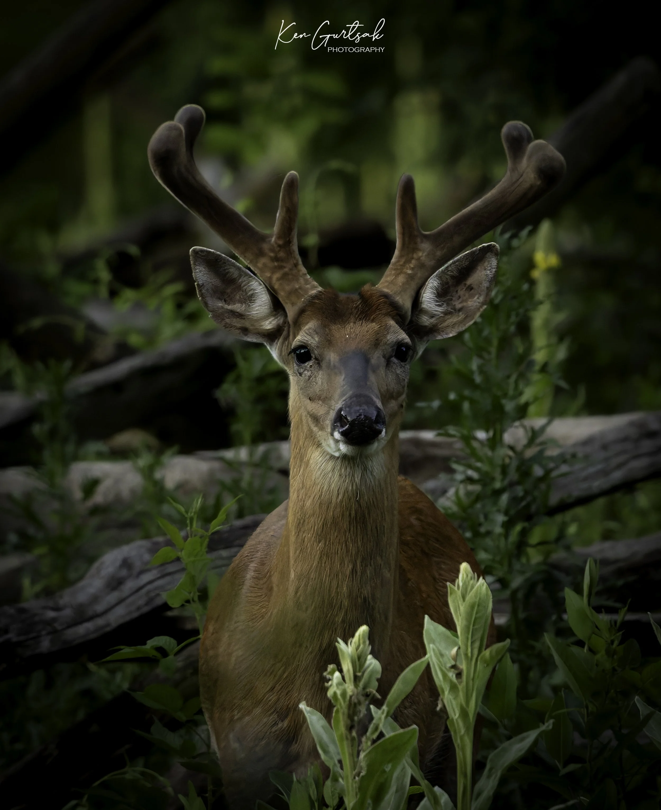Buck.jpg