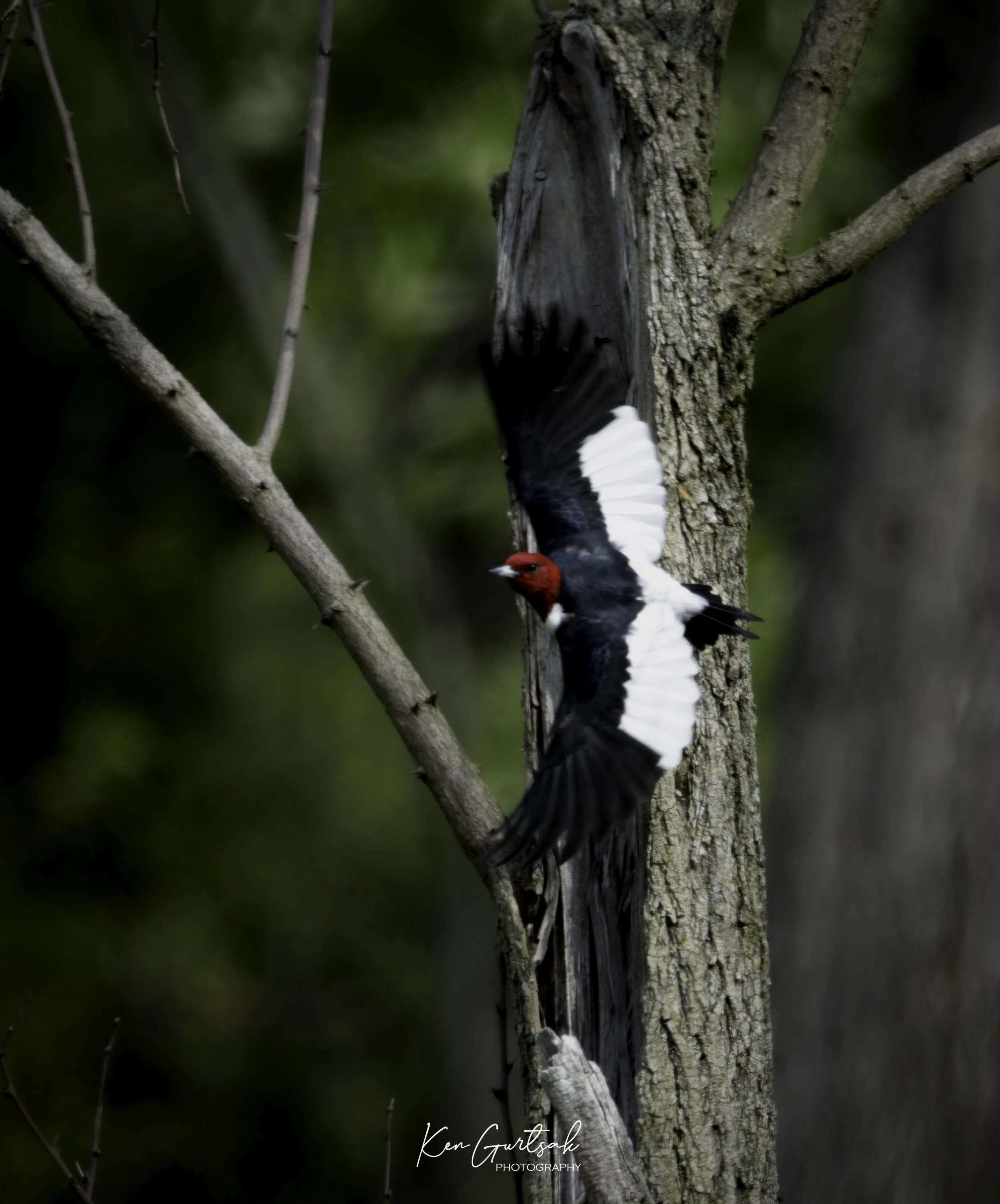 rhpecker (1 of 1).jpg