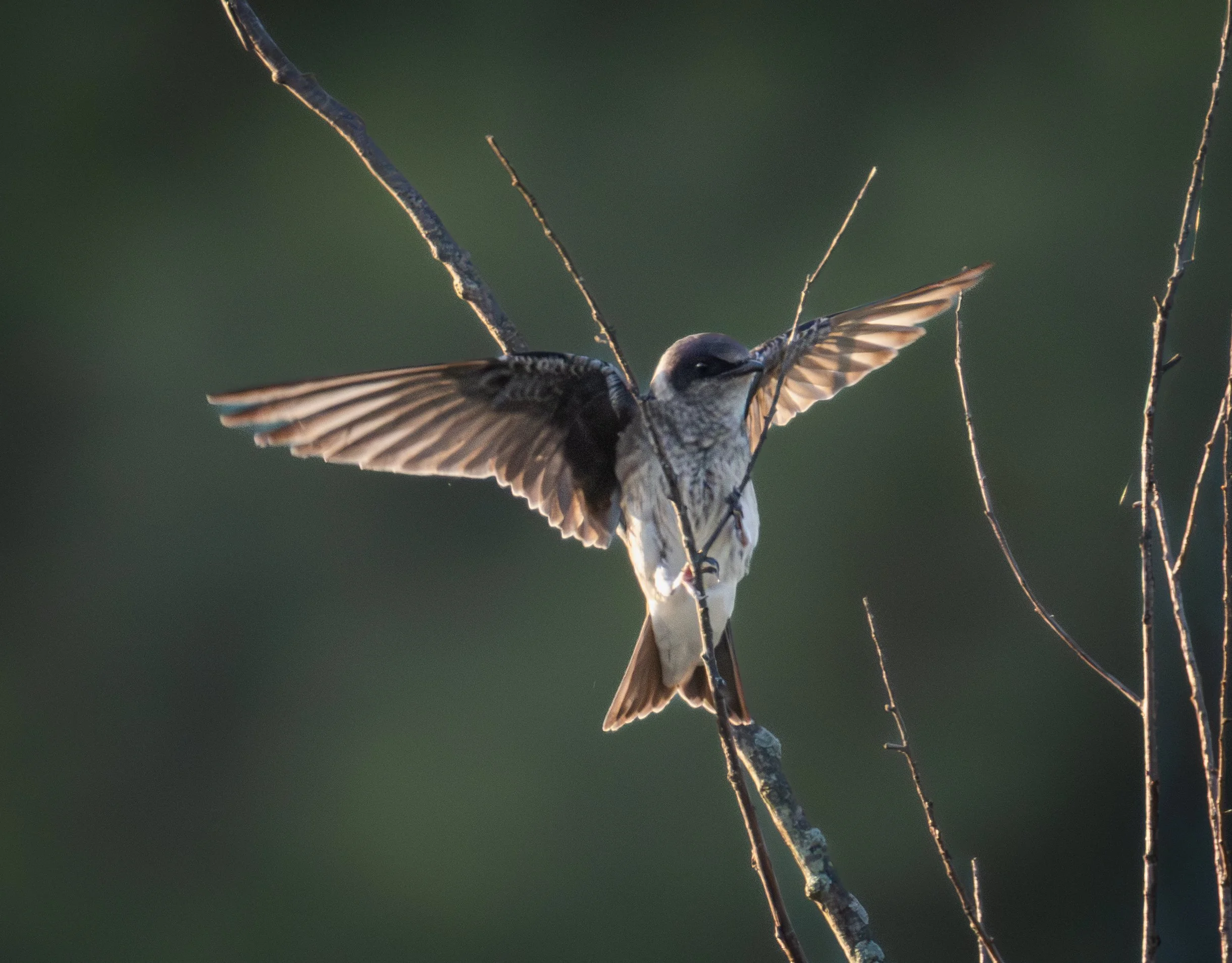 GB Birds on a tree-1.jpg