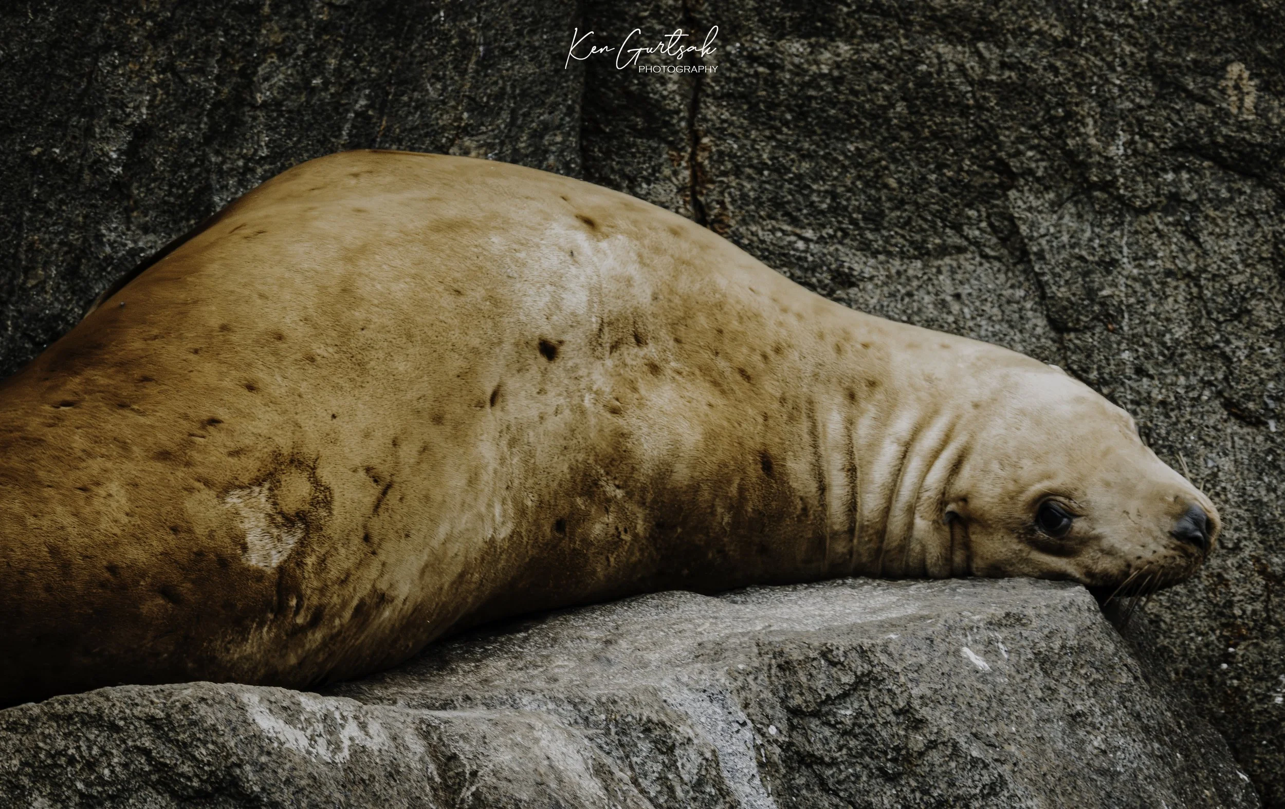 Stellar Lion Seal-2.jpg