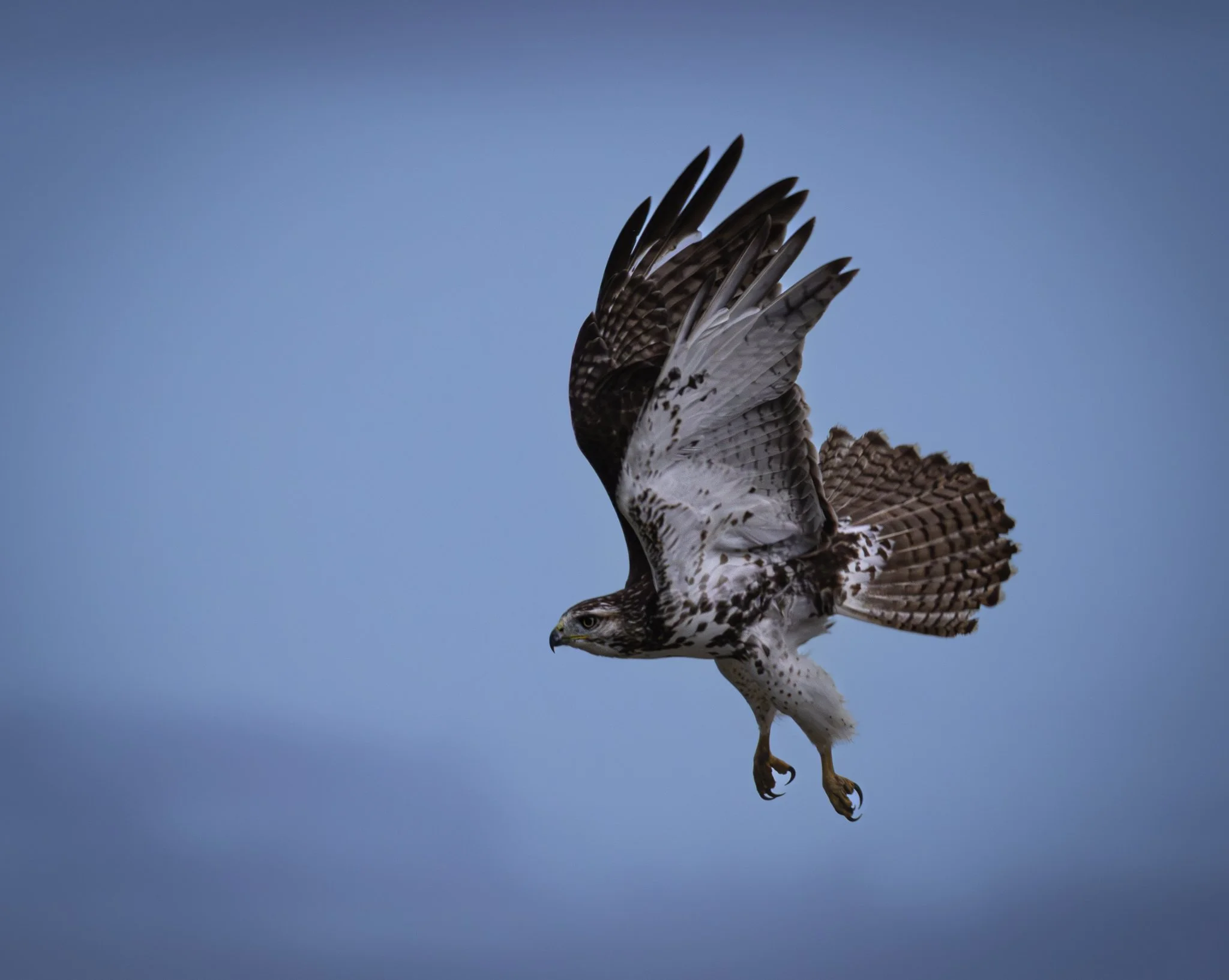 GB Coopers Hawk 4.jpg
