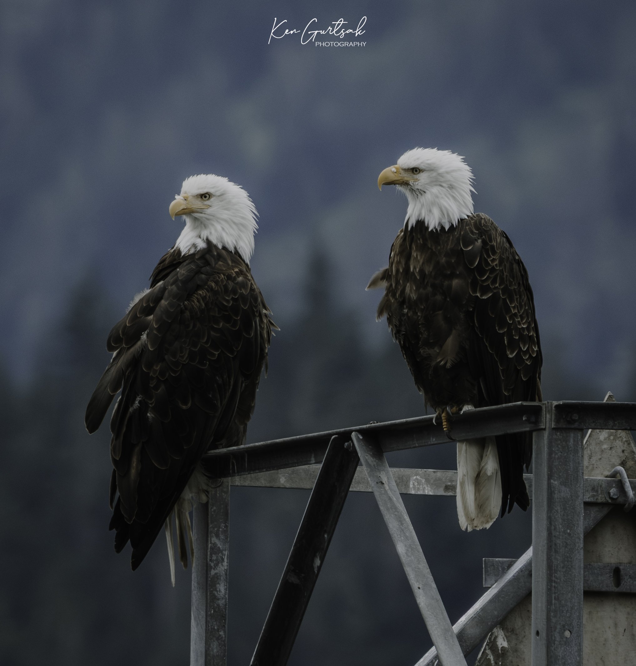 B Eagle-4.jpg