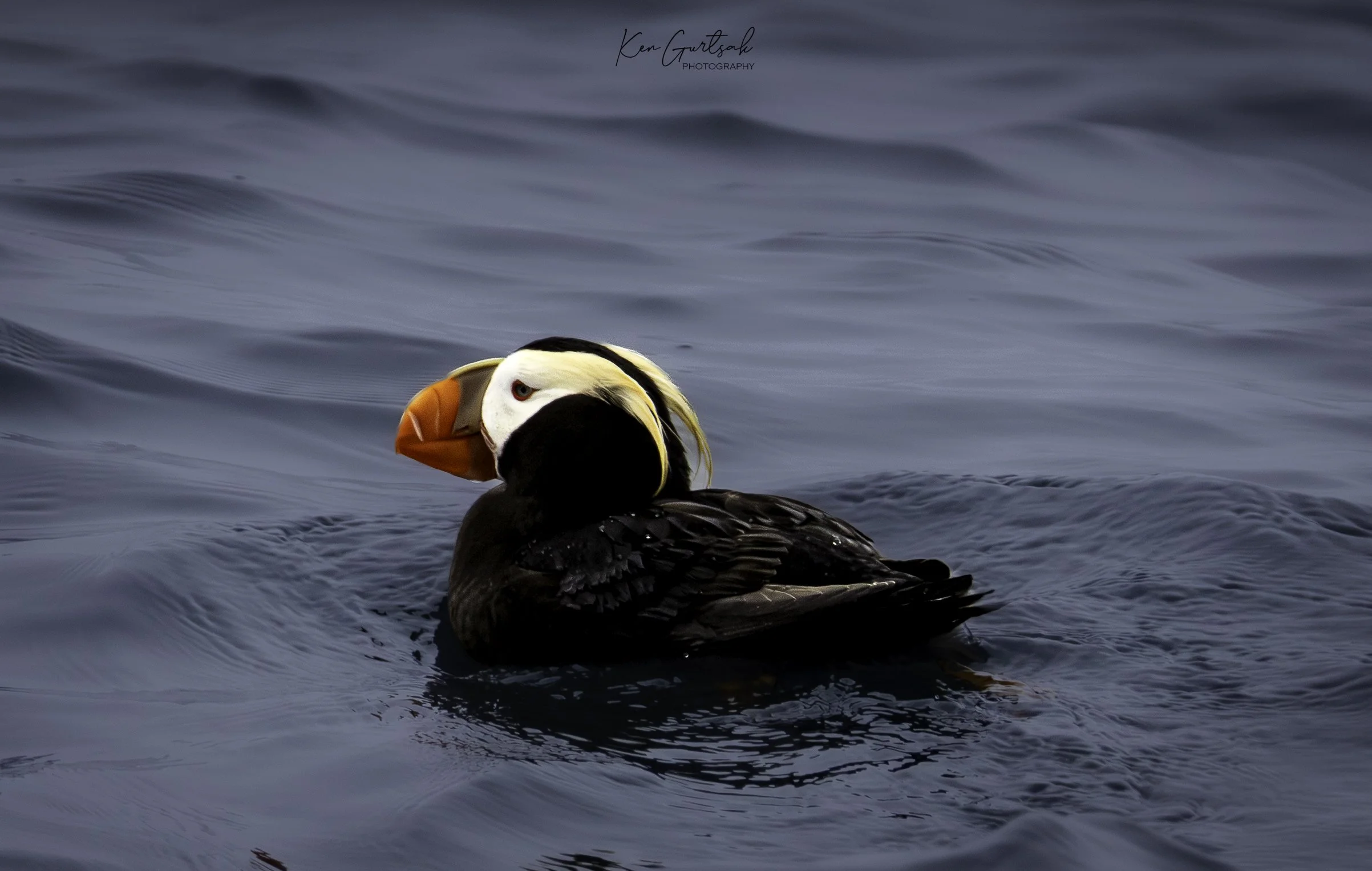 Puffin-2.jpg
