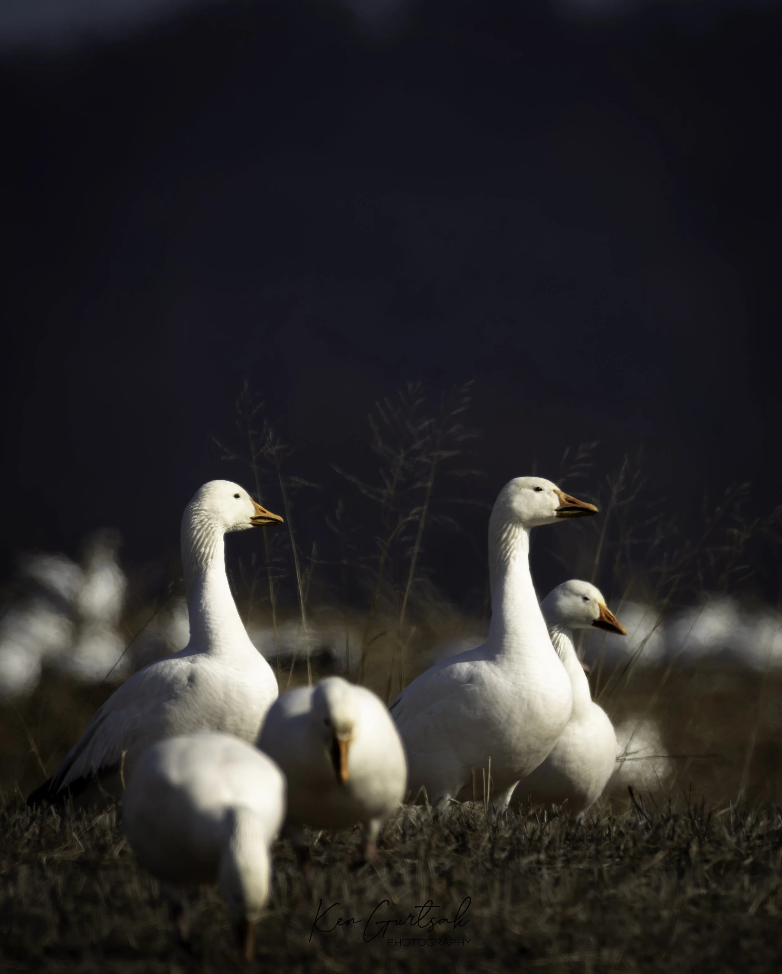 Snow Geese (1 of 1)-5.jpg