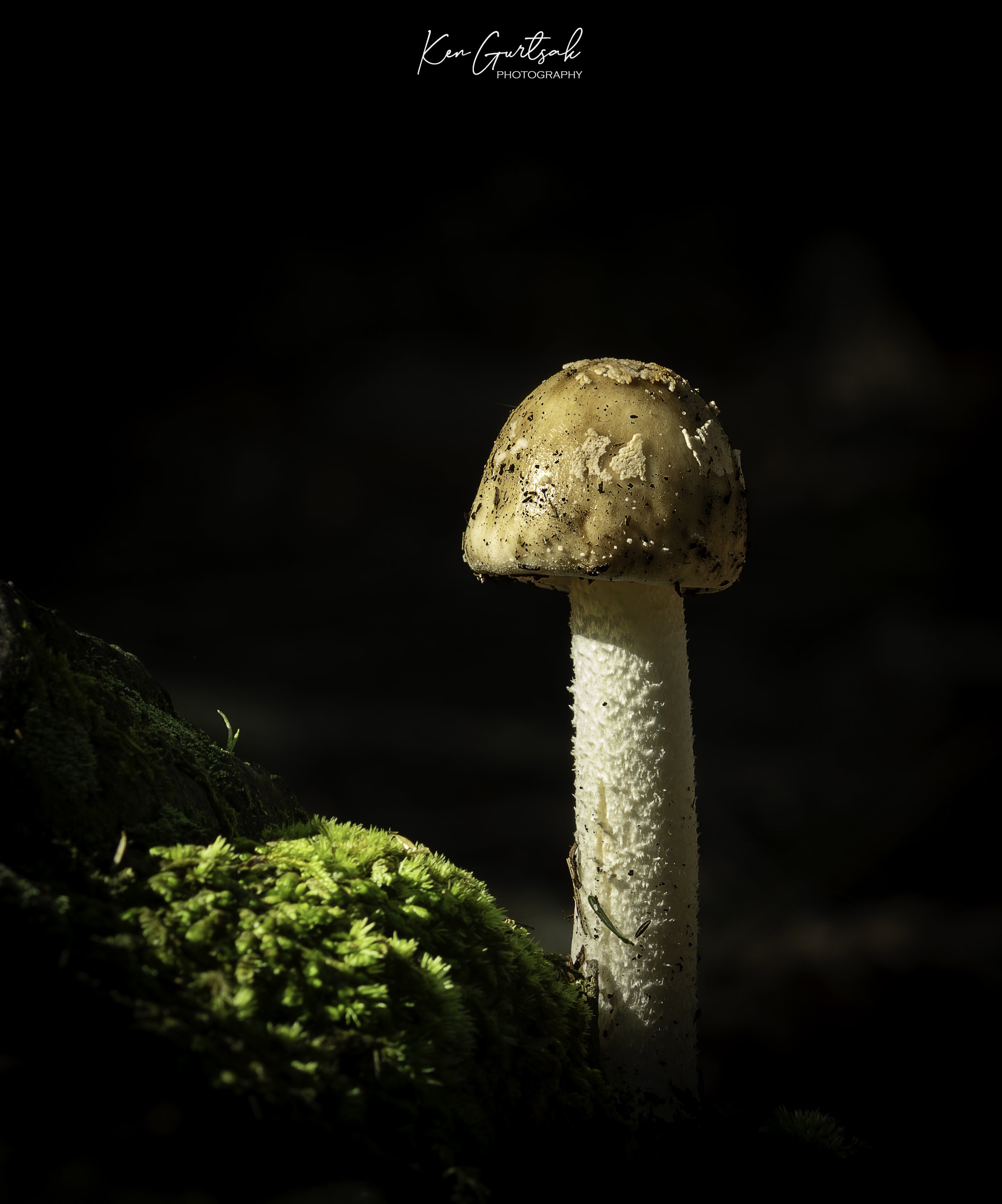 Mushroom.jpg