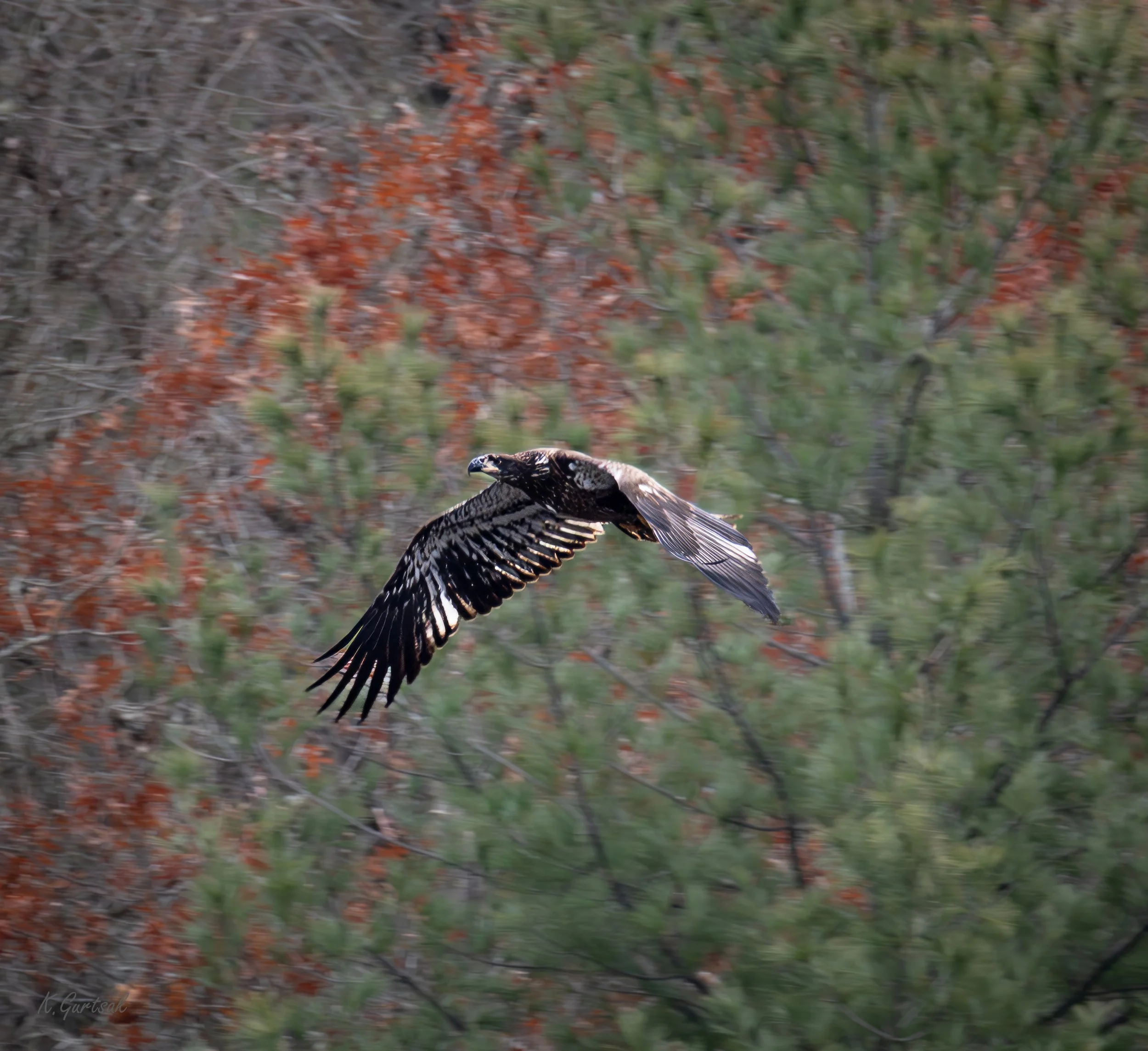 Bald Eagle 1-1-2-topaz-sharpen-upscale-1.8x.jpg