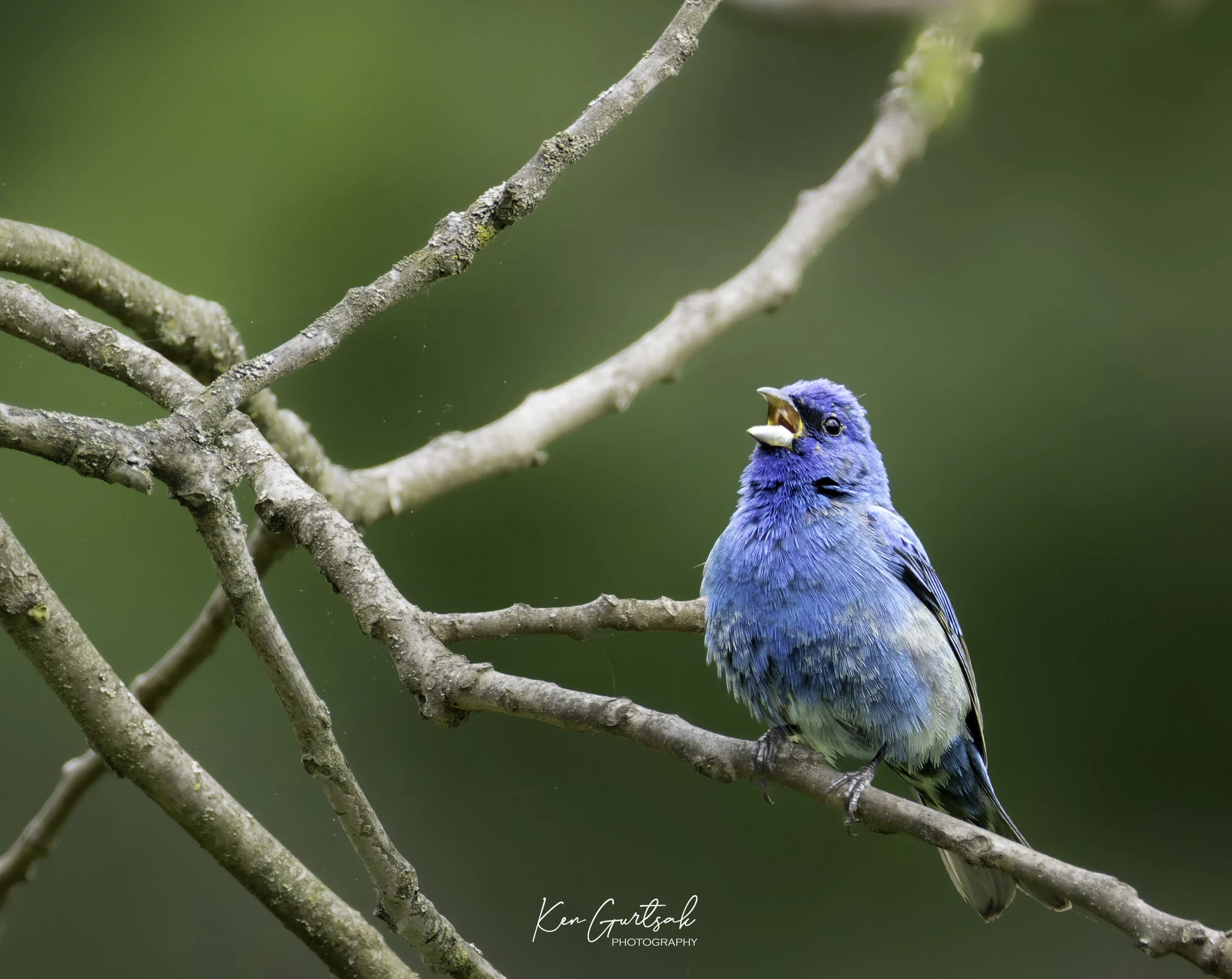 Bird (1 of 1)-2.jpg