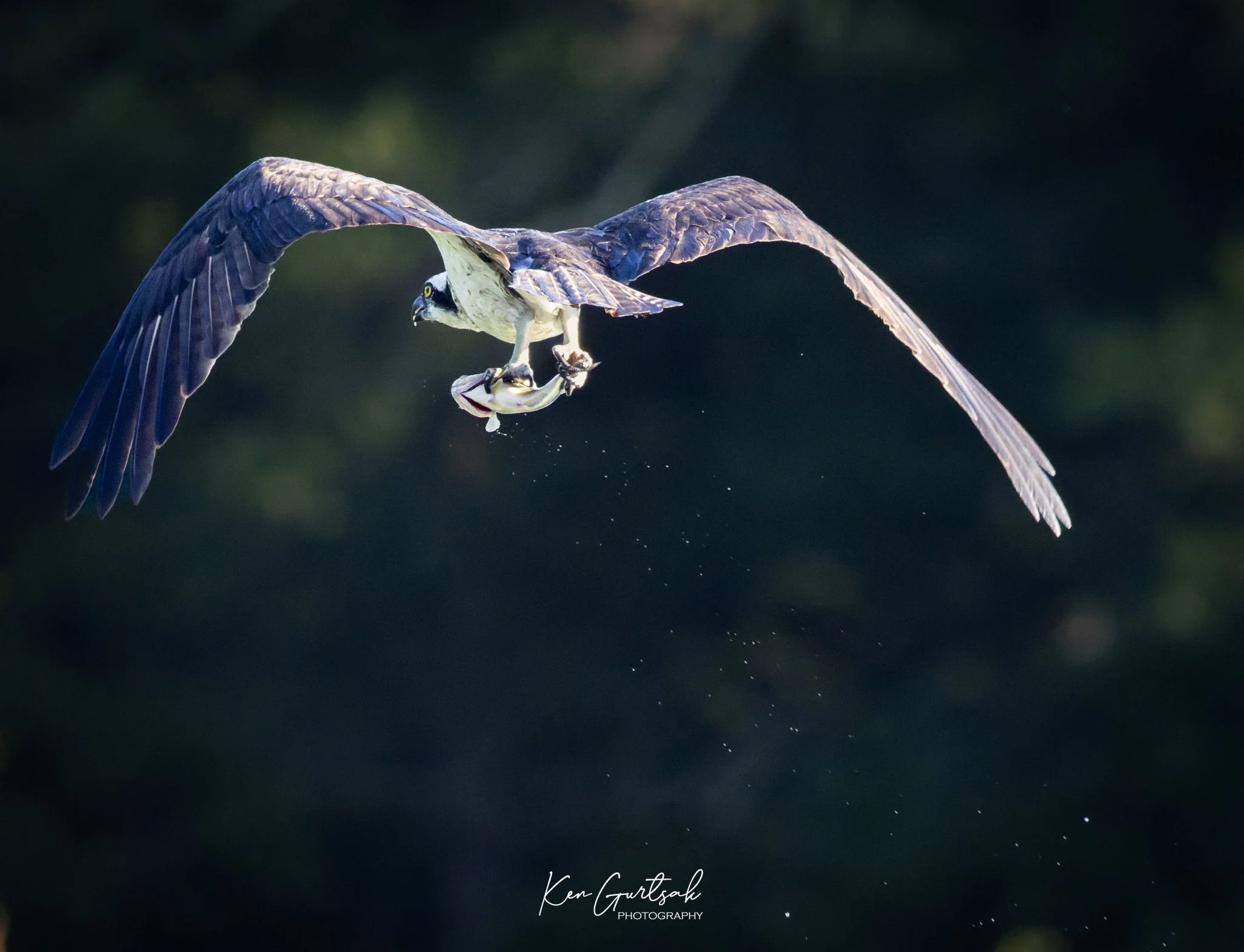 Osprey (1 of 1).jpg