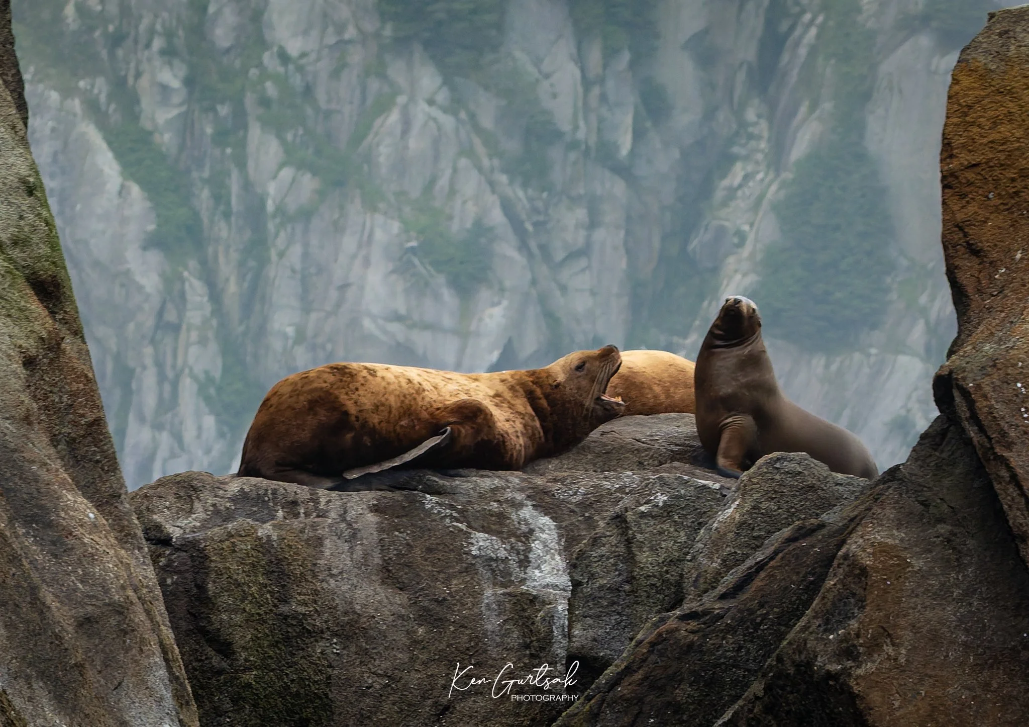 Steller Lion Seal DXO (1 of 1).jpg