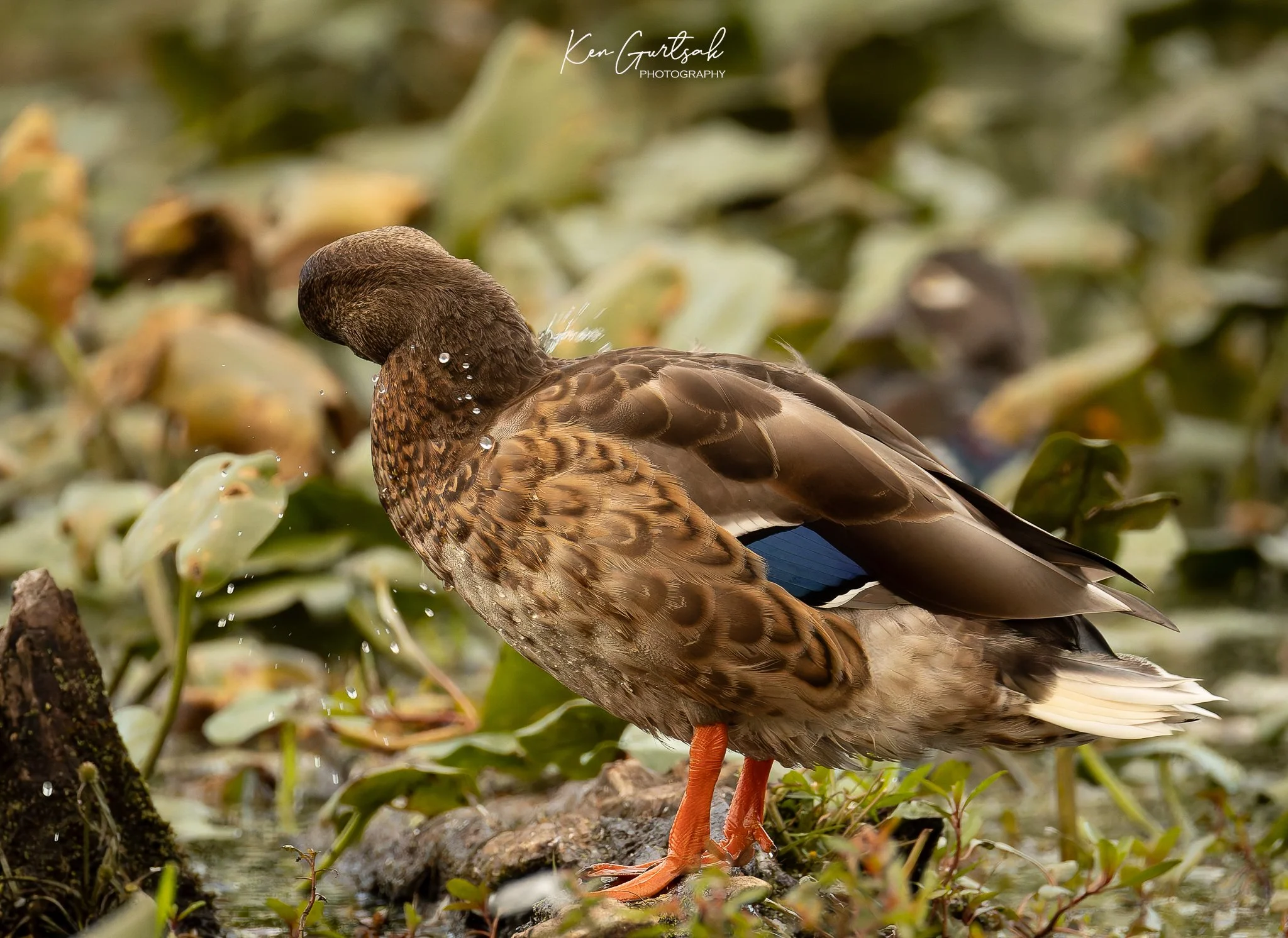 Duck (1 of 1).jpg
