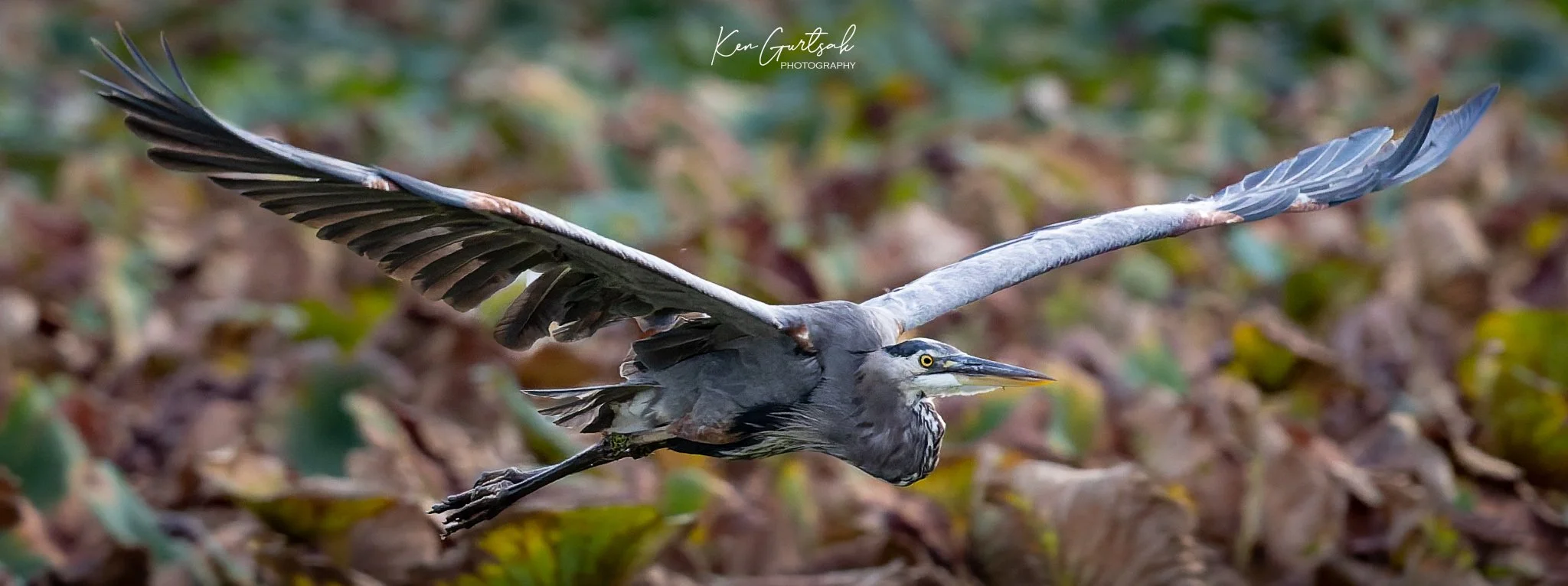 Blue Heron (1 of 1)-3.jpg