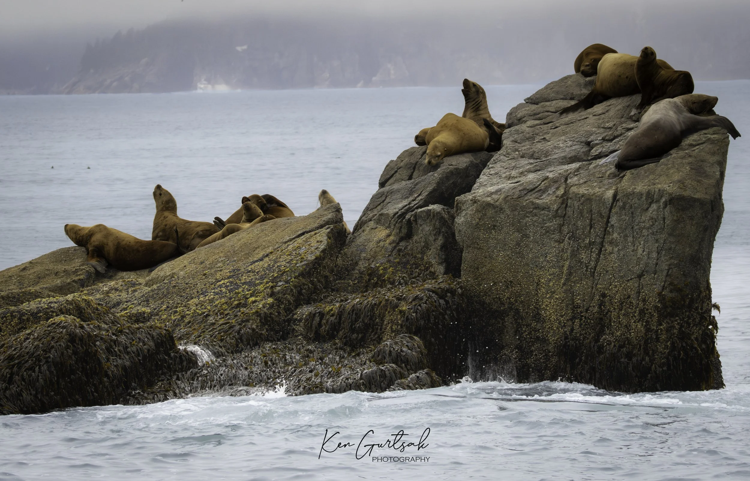 Stellar Sea Lion.jpg