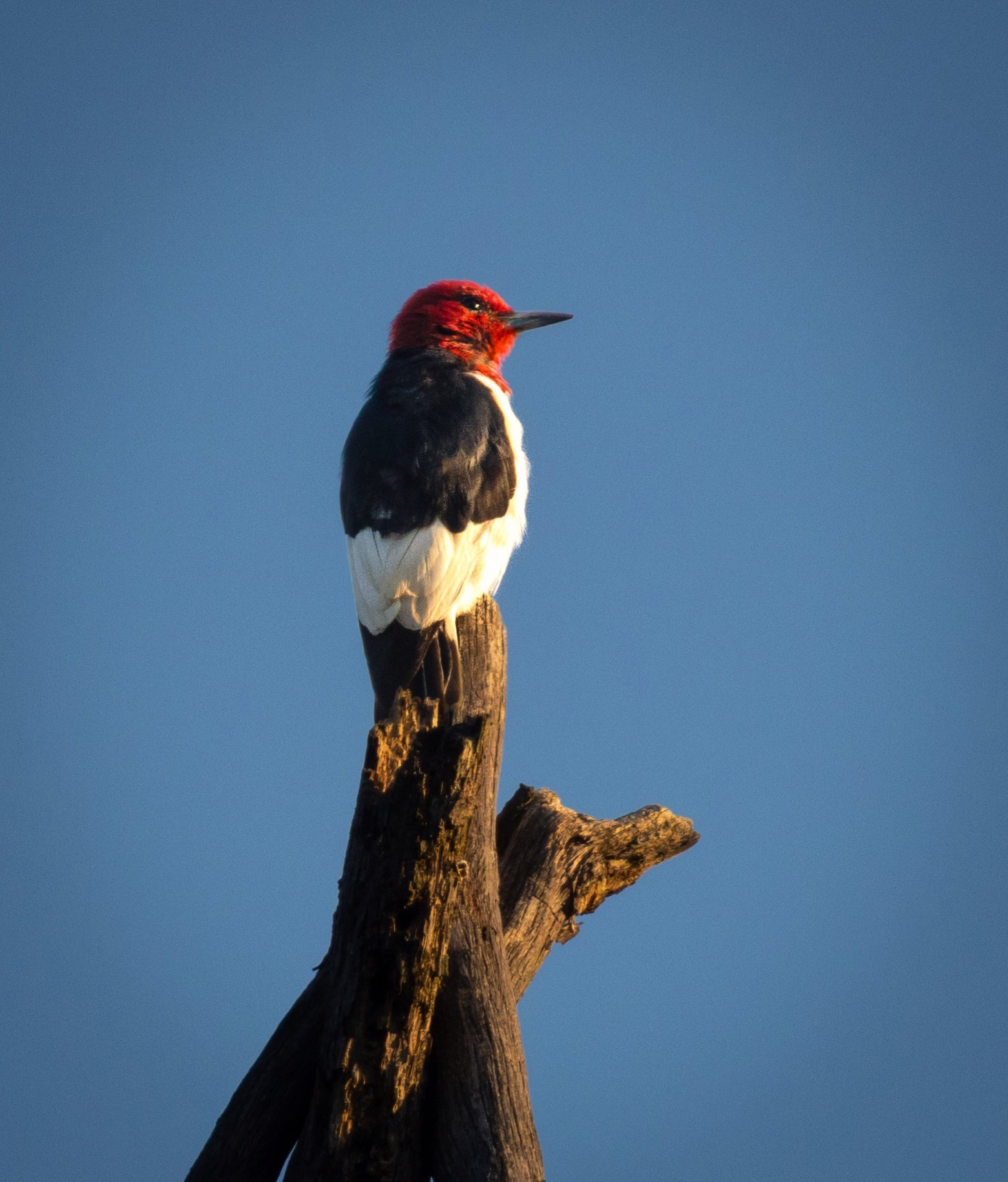 GB Red Headedn WP 1 (1 of 1)-topaz-denoise-color.jpg
