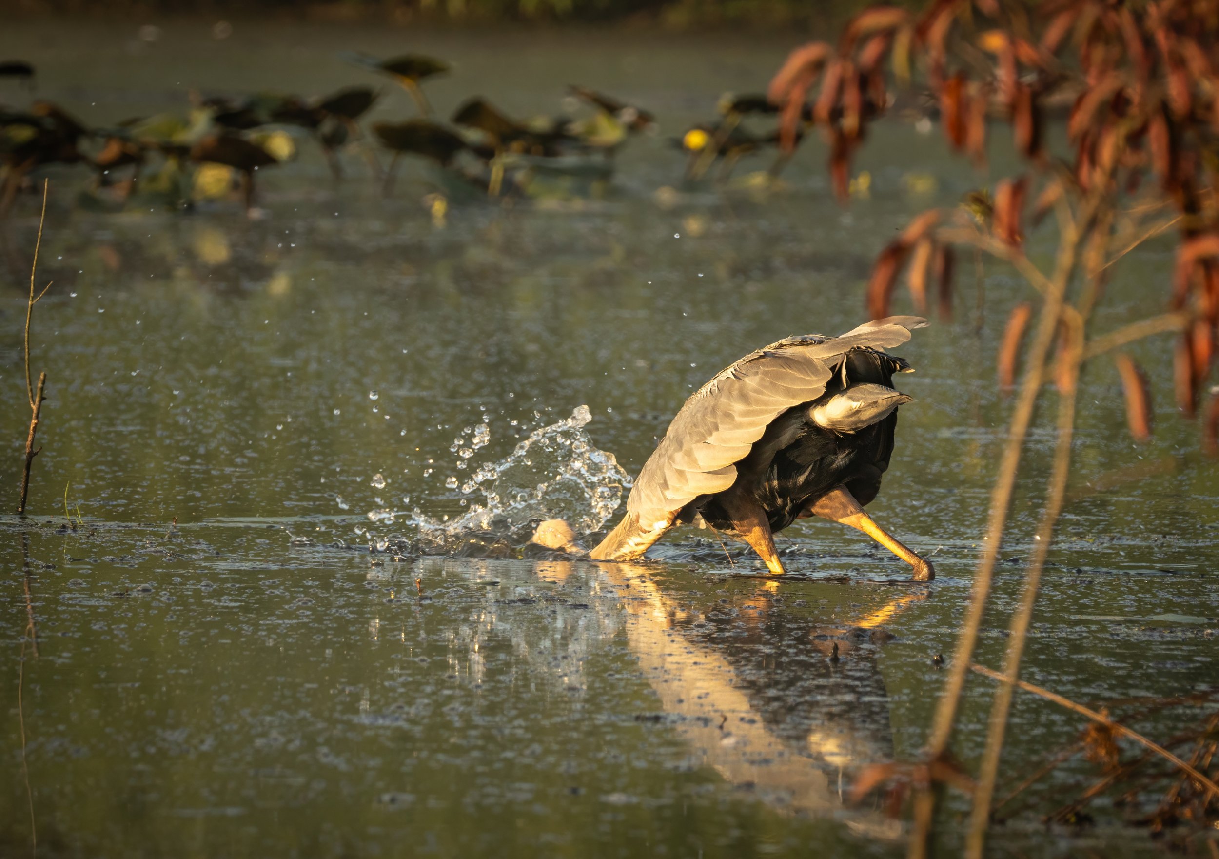 GB Blue Heron Fishing (1 of 1)-topaz-denoise-sharpen.jpg