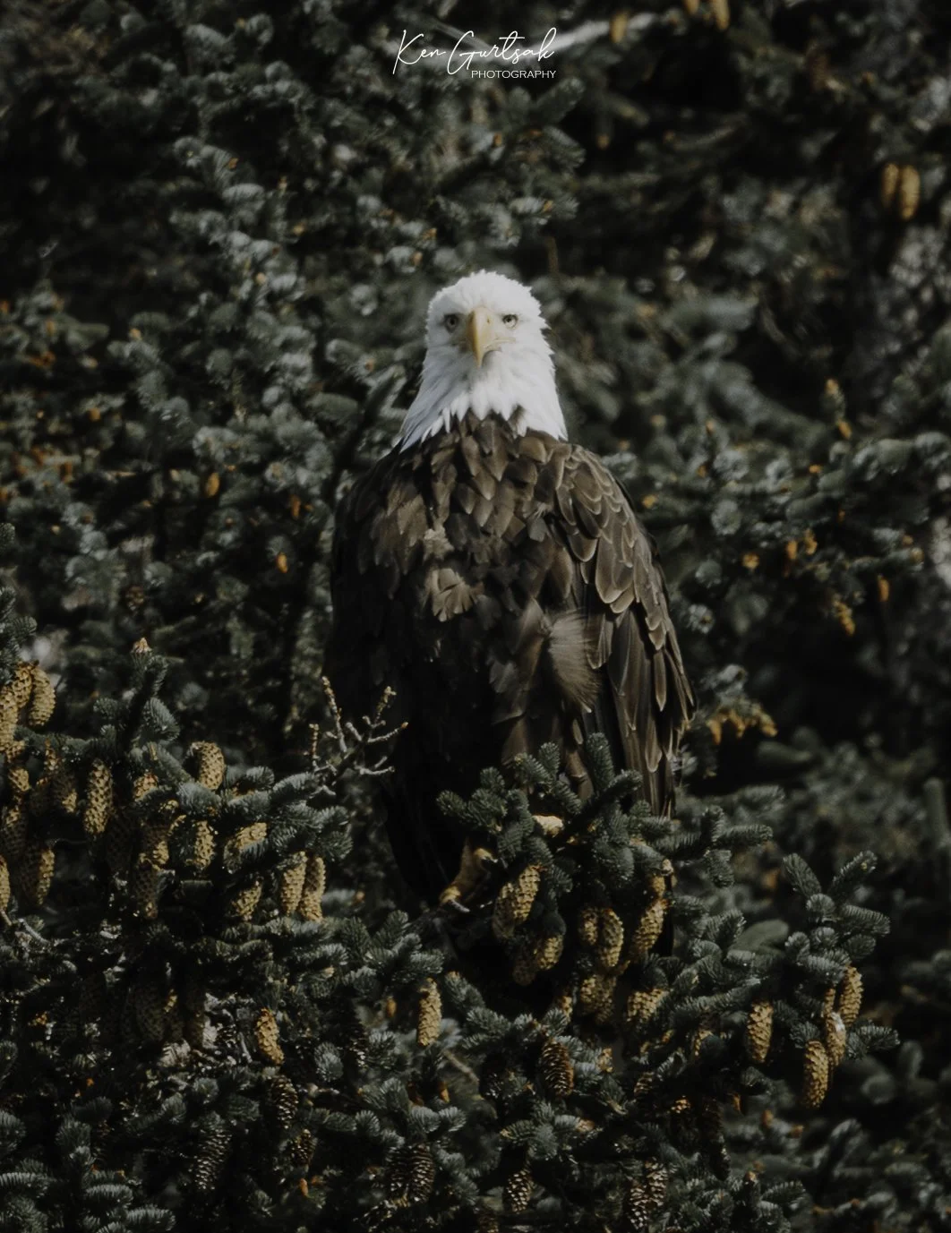 B Eagle (1 of 1).jpg