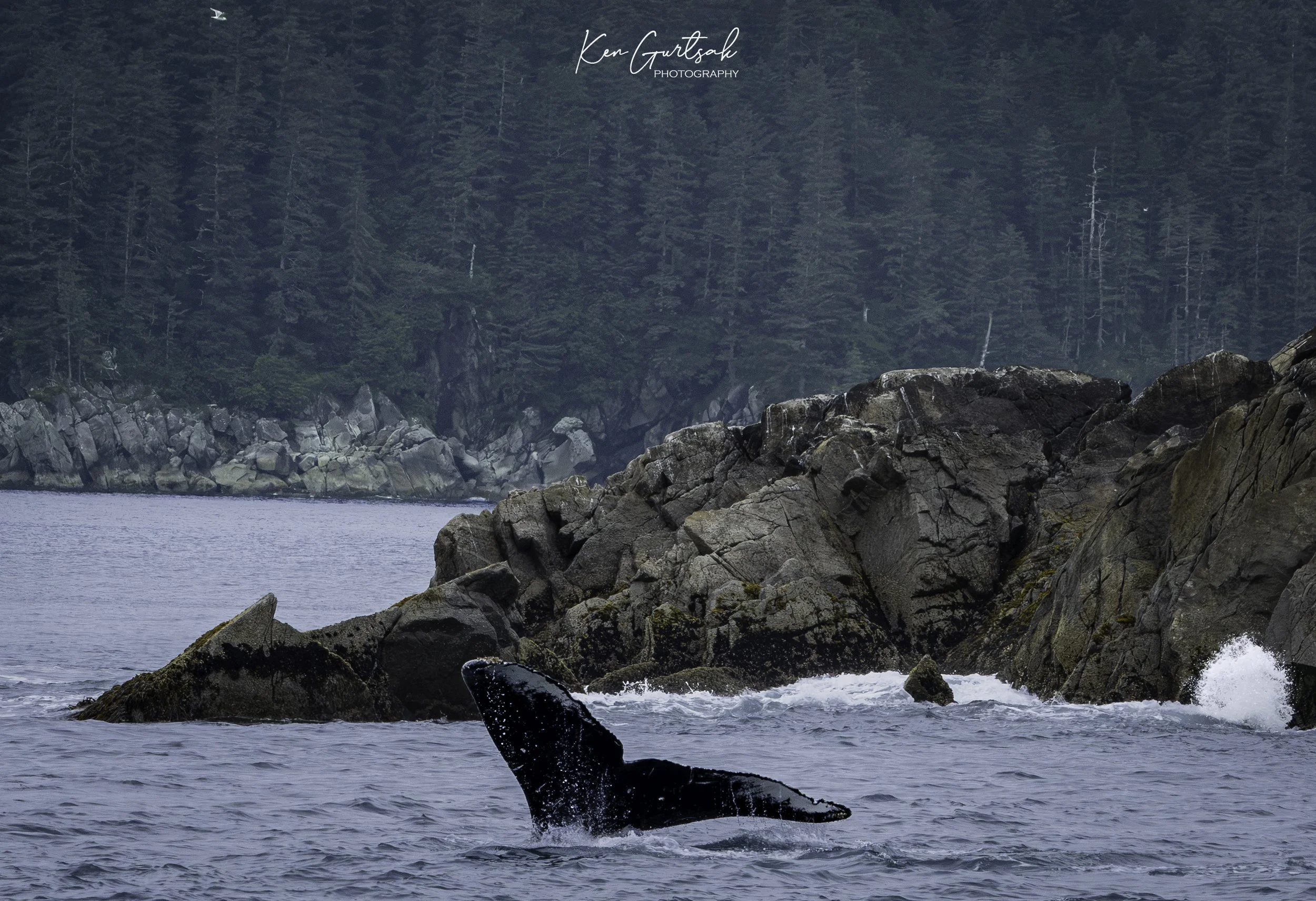 H Whale (1 of 1).jpg