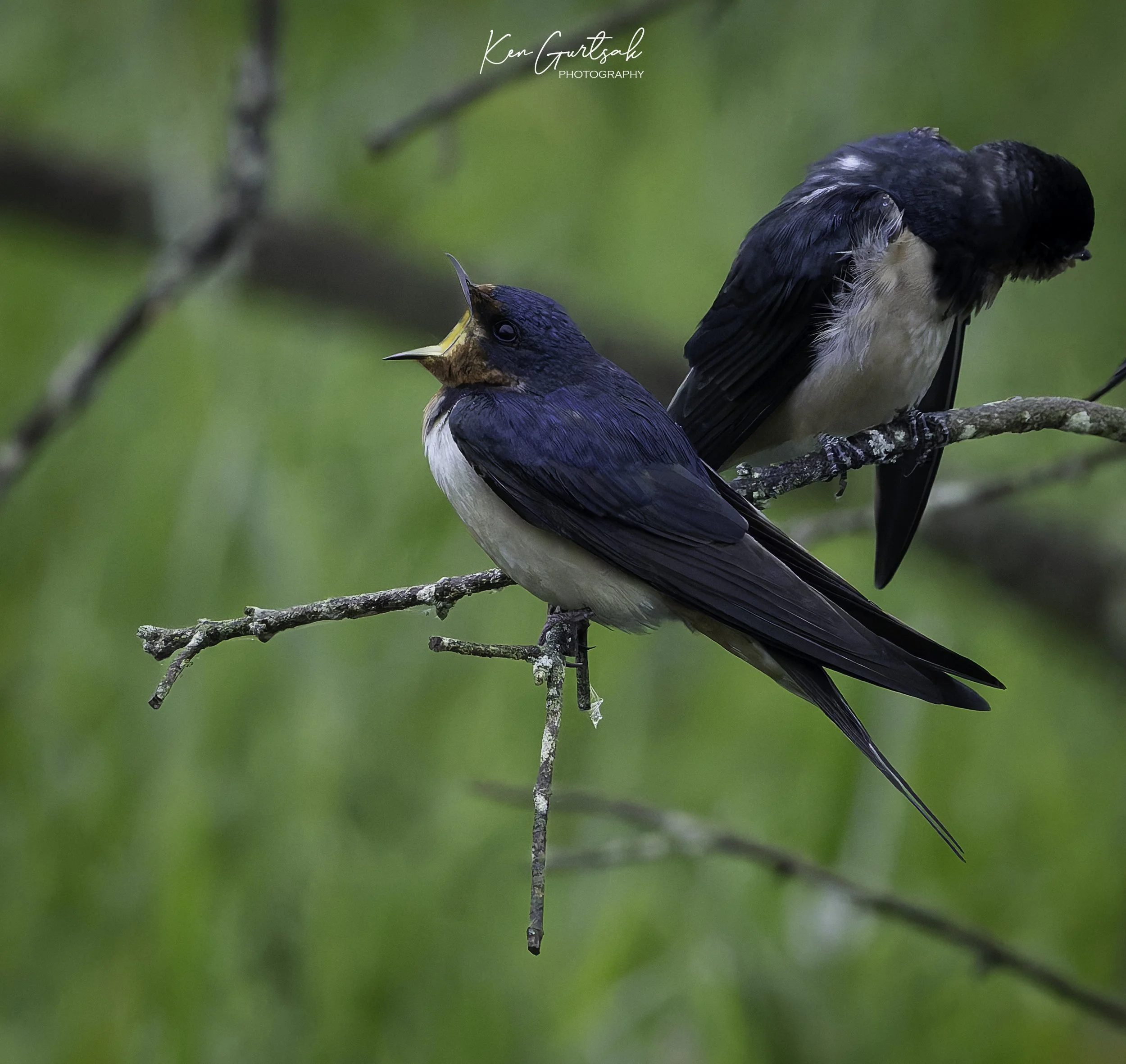 swallow.jpg
