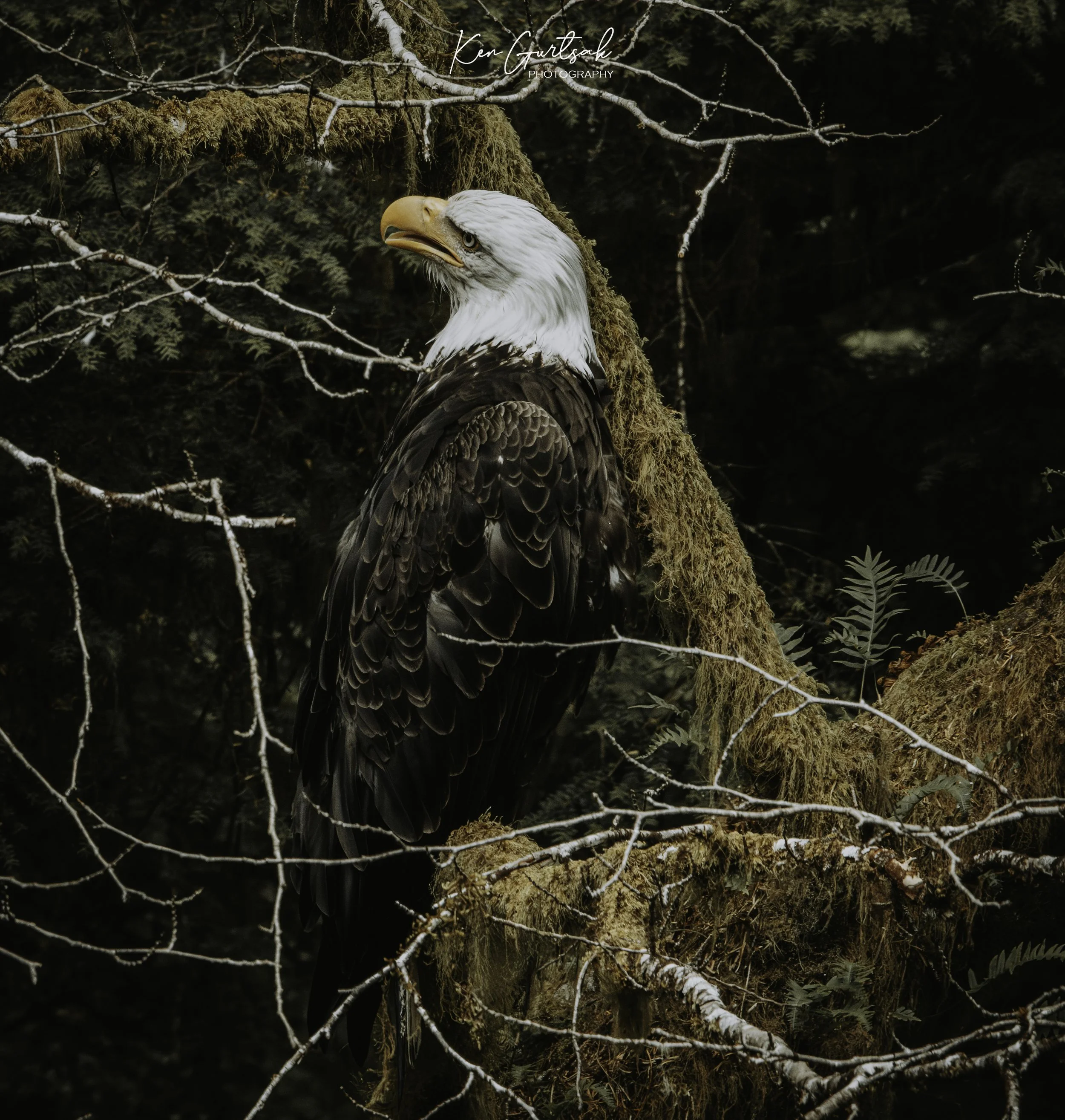 B Eagle.jpg