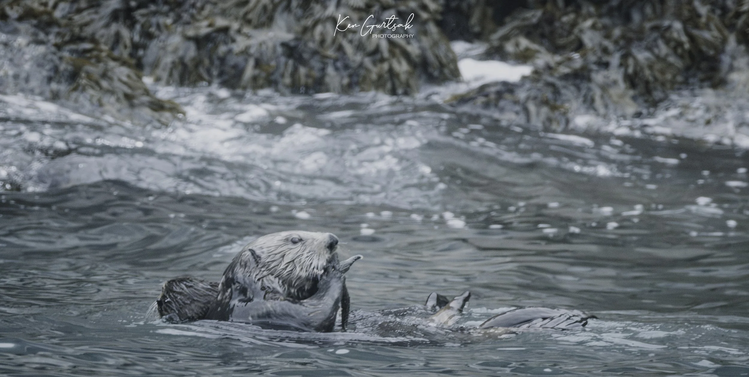 Otter.jpg
