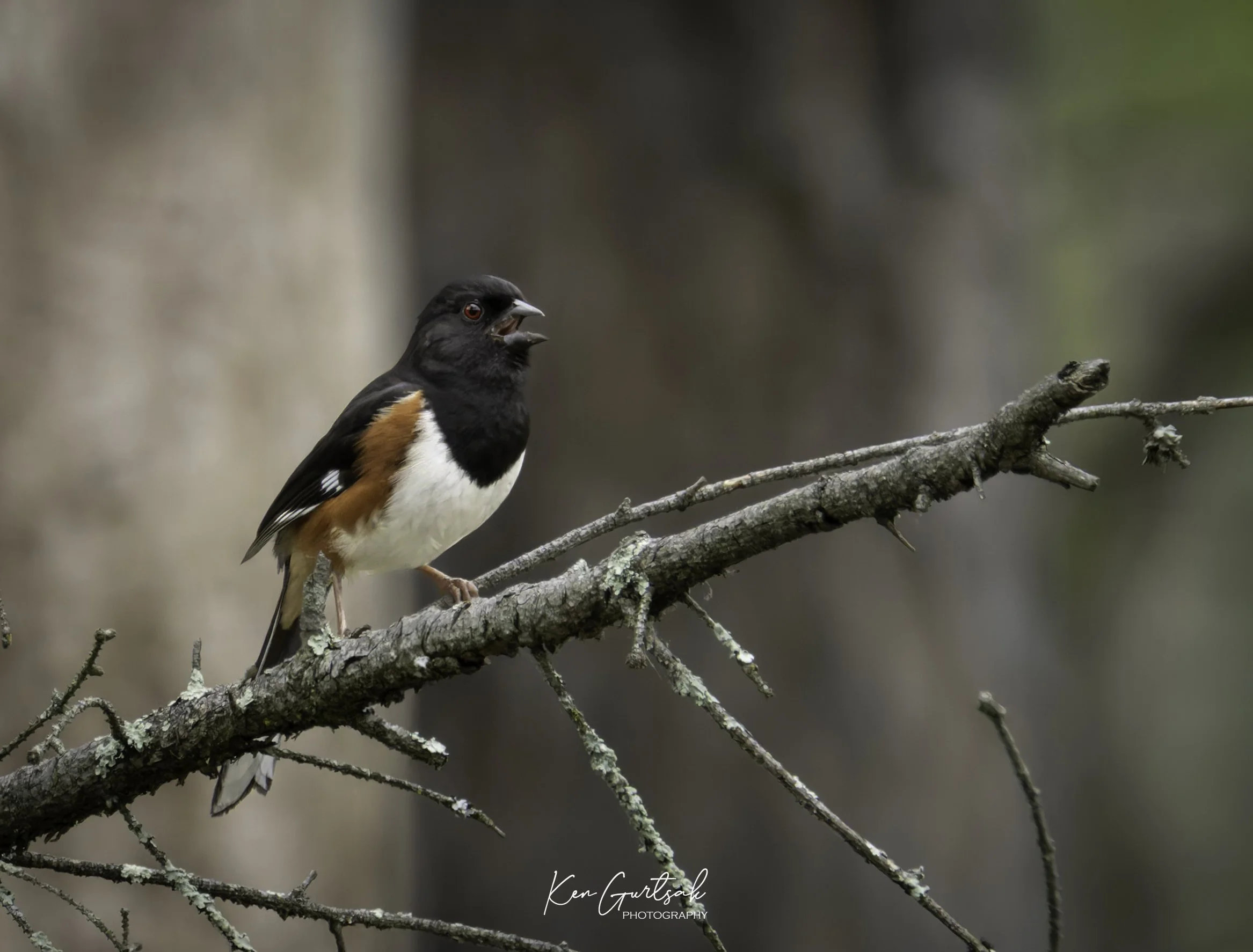 Bird (1 of 1).jpg