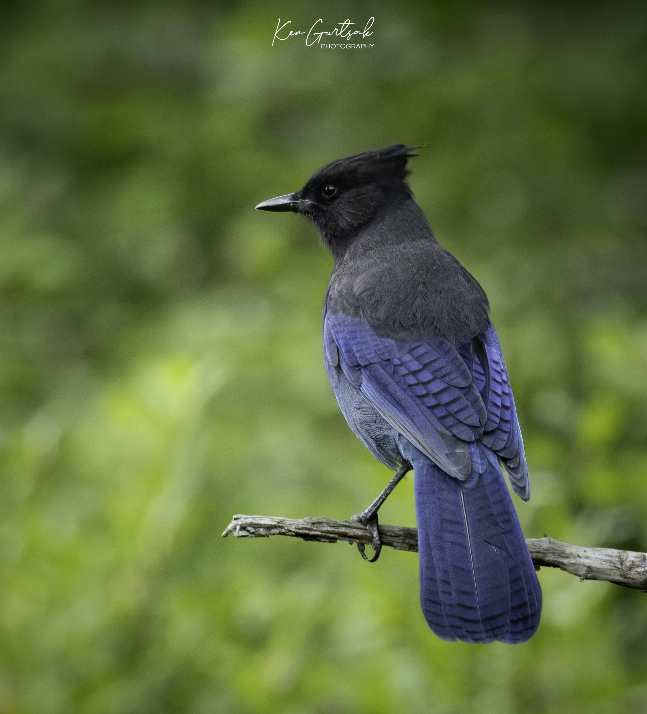 Stellar Jay.jpg