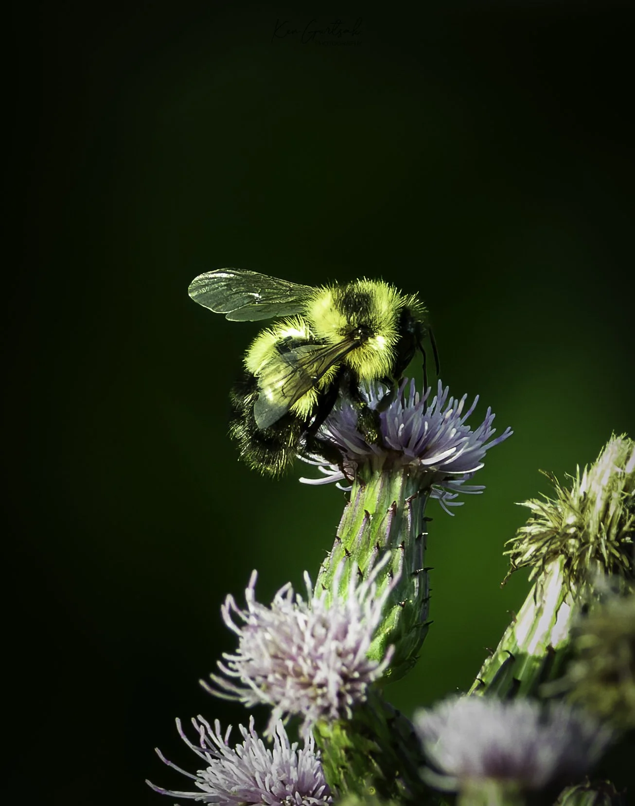 Bee.jpg