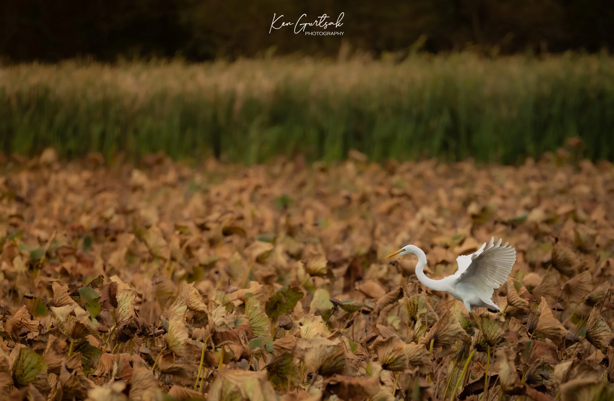 Stork (1 of 1).jpg